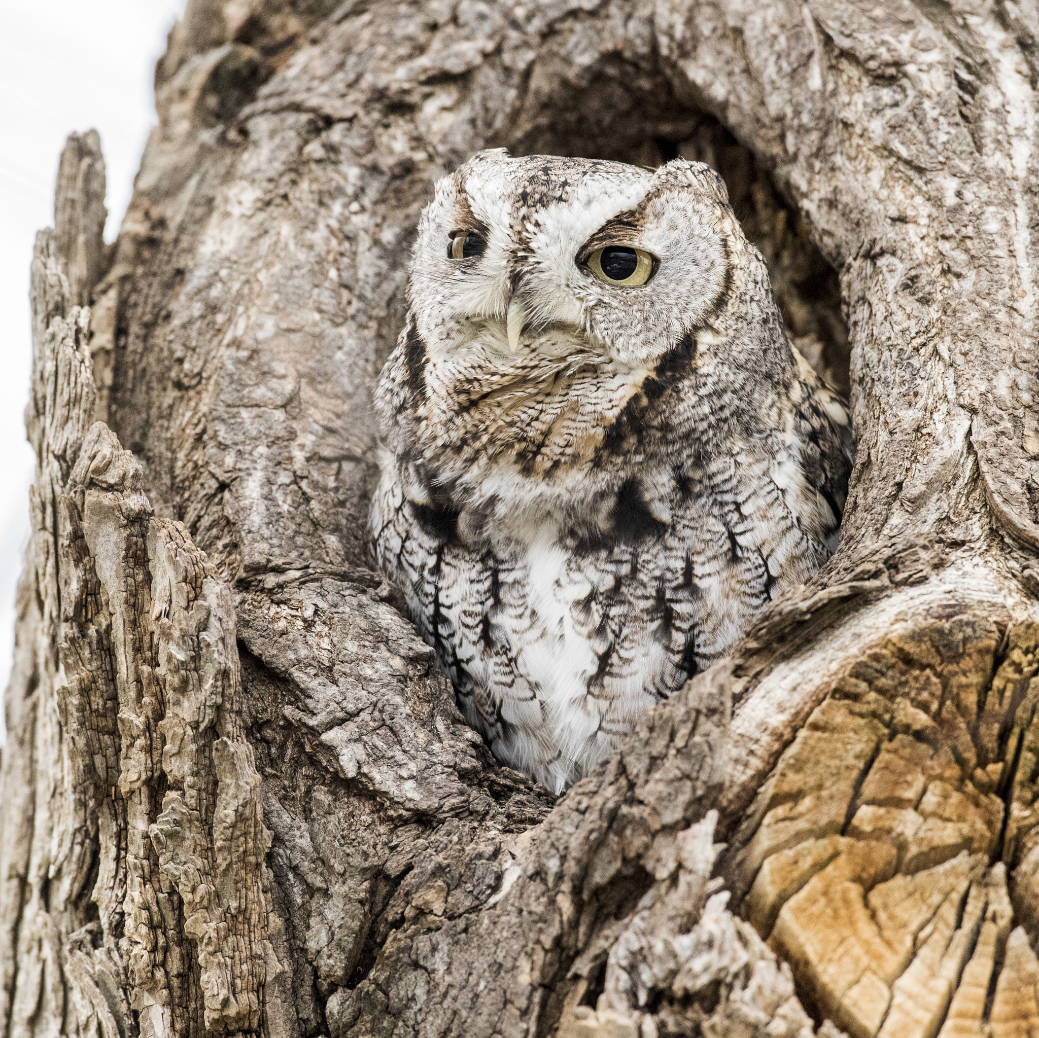 Nikon D810 + Nikon AF-S Nikkor 600mm F4G ED VR sample photo. Eastern screech owl photography