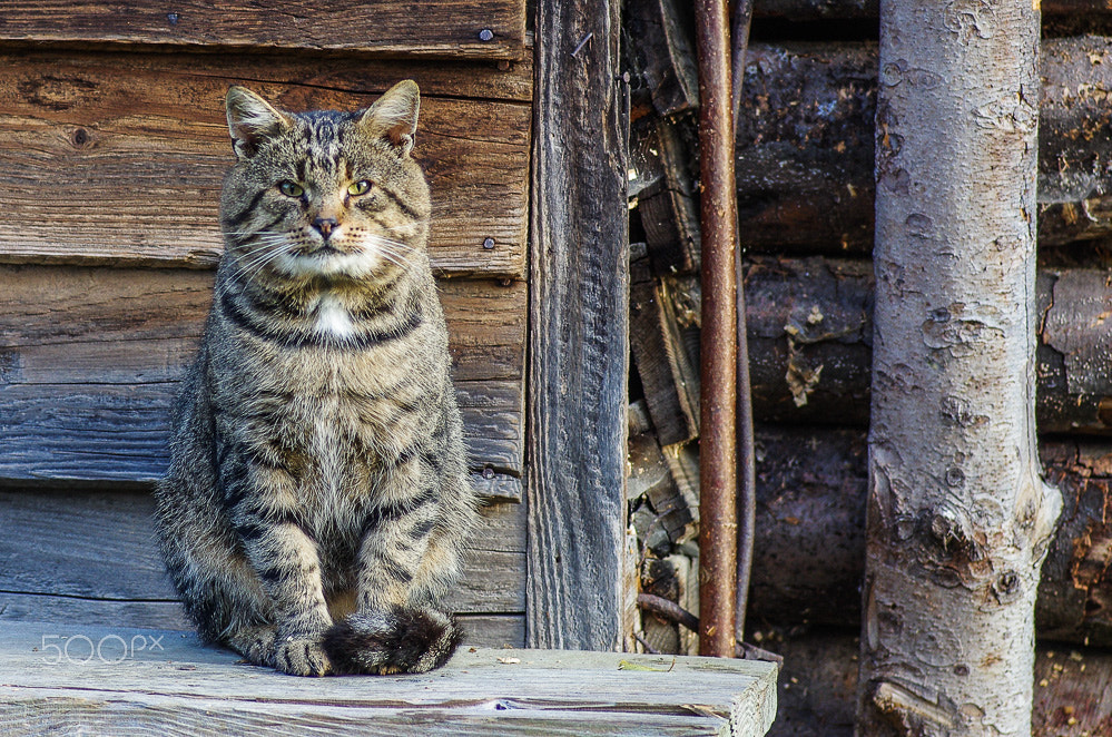Pentax smc D-FA 100mm F2.8 Macro WR sample photo. The mayor photography