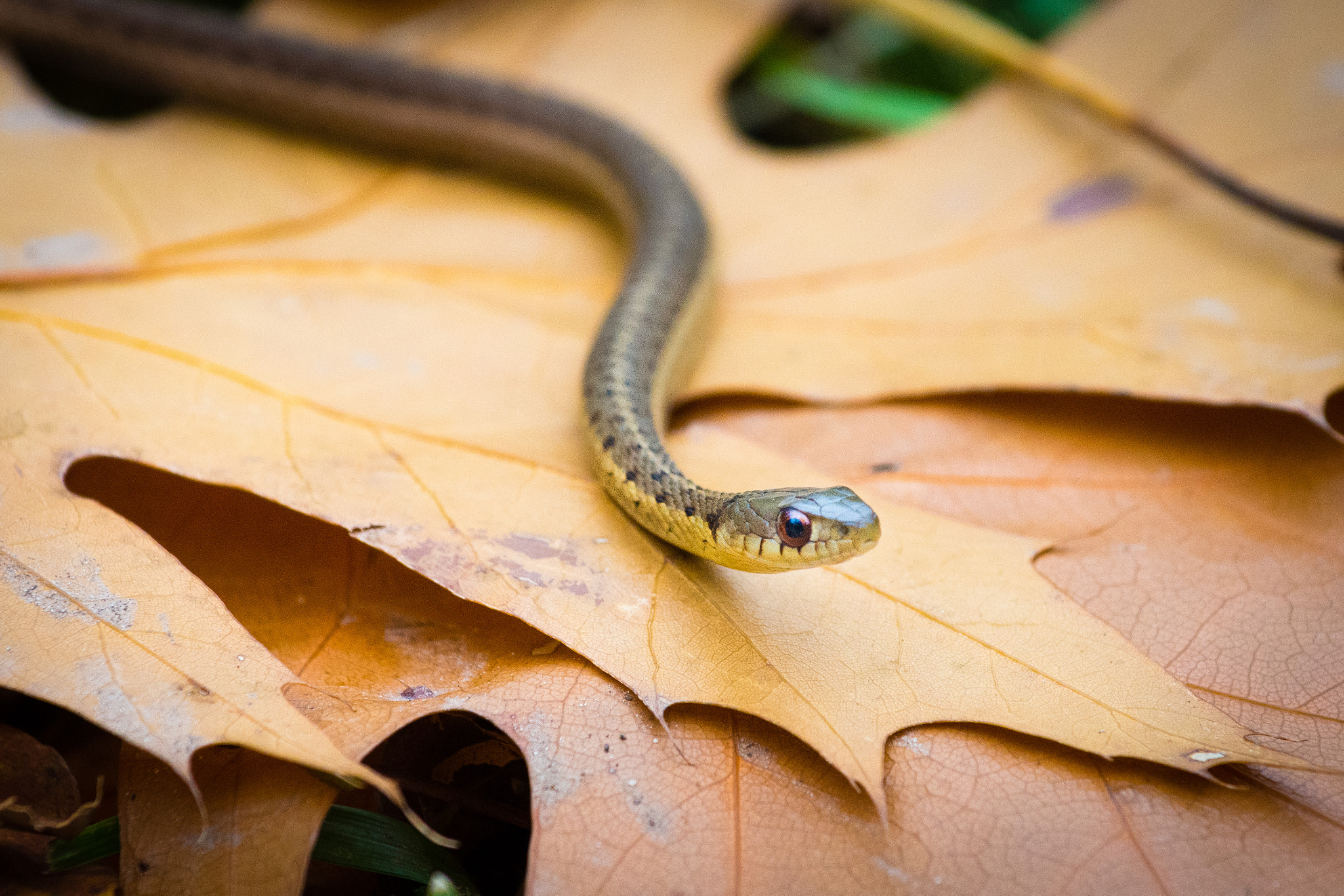 Nikon AF-S Nikkor 70-200mm F4G ED VR sample photo. Snake in the foliage photography