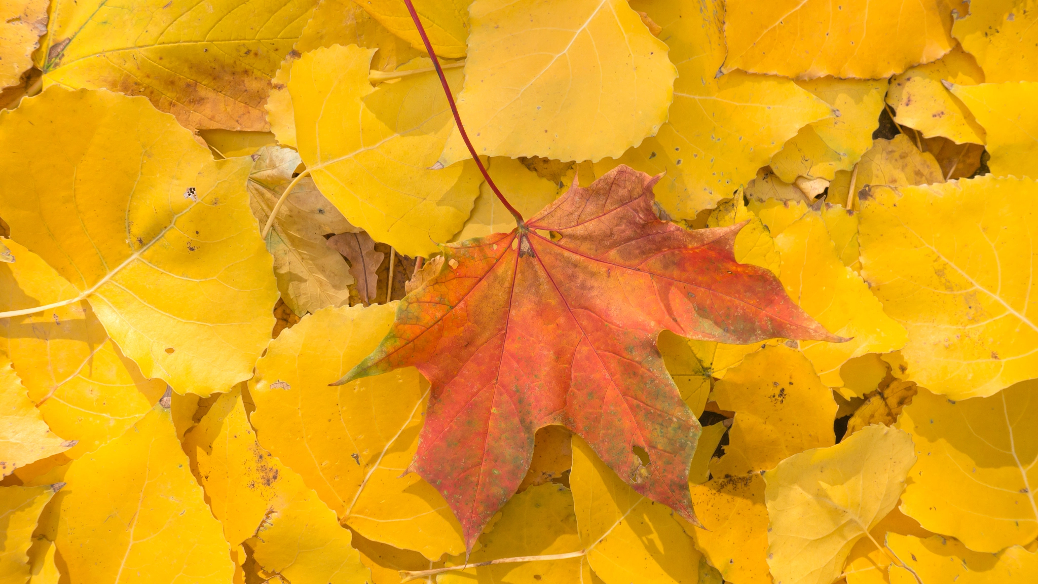 Panasonic Lumix DMC-GH2 sample photo. Stages of autumn photography