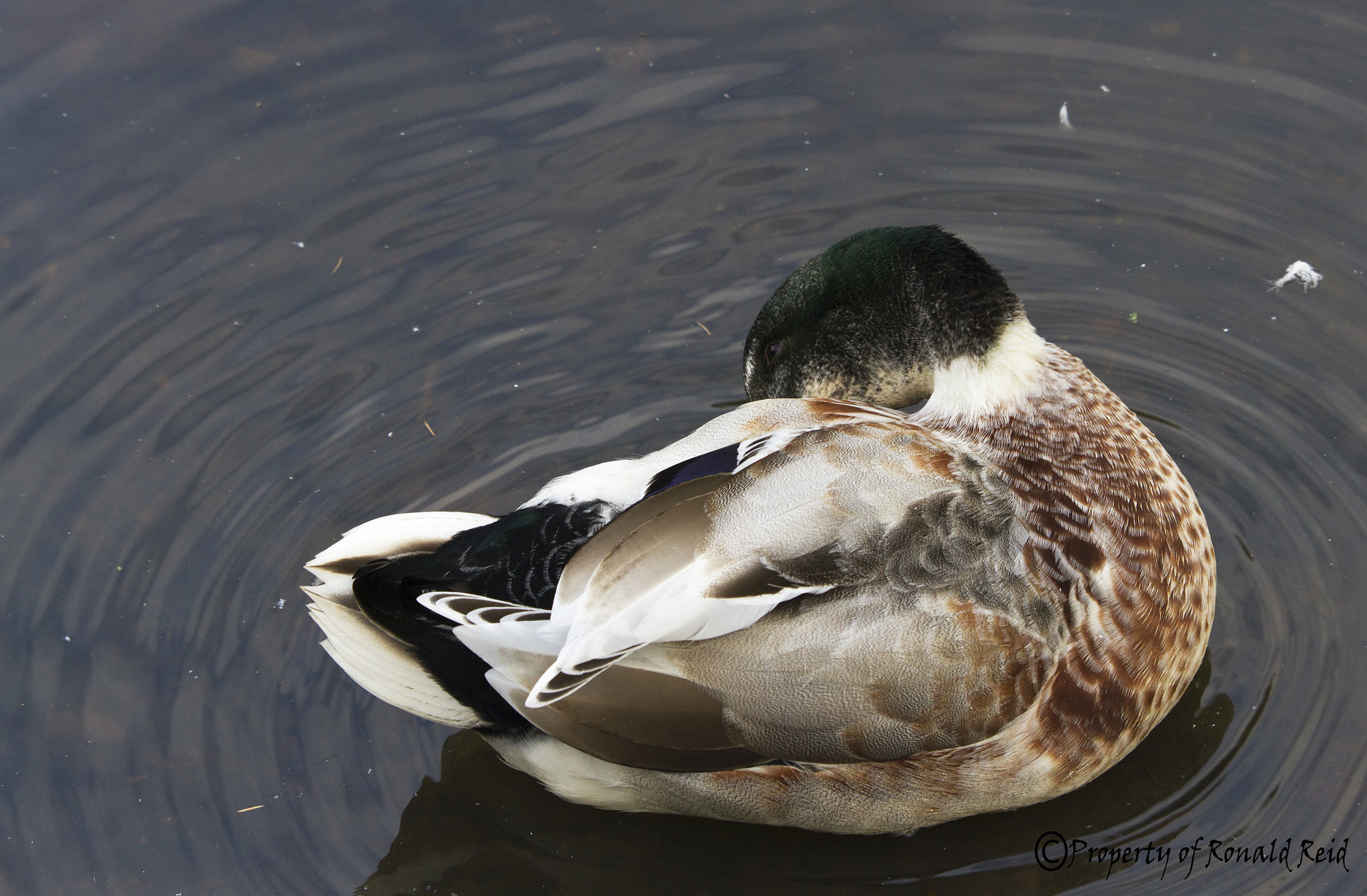 Canon EF-S 55-250mm F4-5.6 IS STM sample photo. Young duckling preening photography