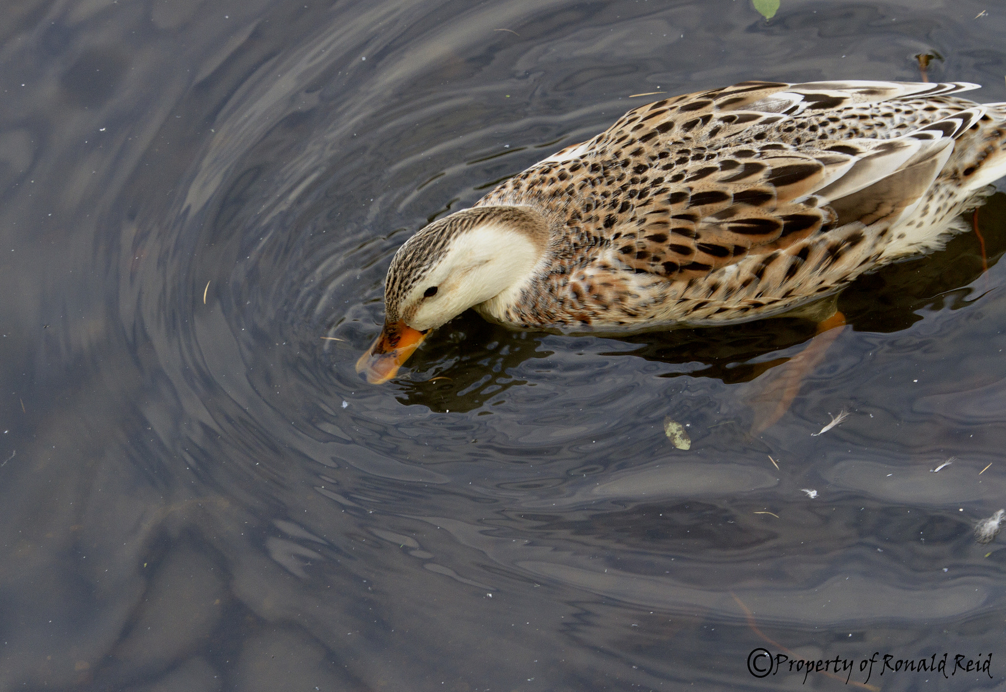 Canon EF-S 55-250mm F4-5.6 IS STM sample photo. Young duckling feeding photography