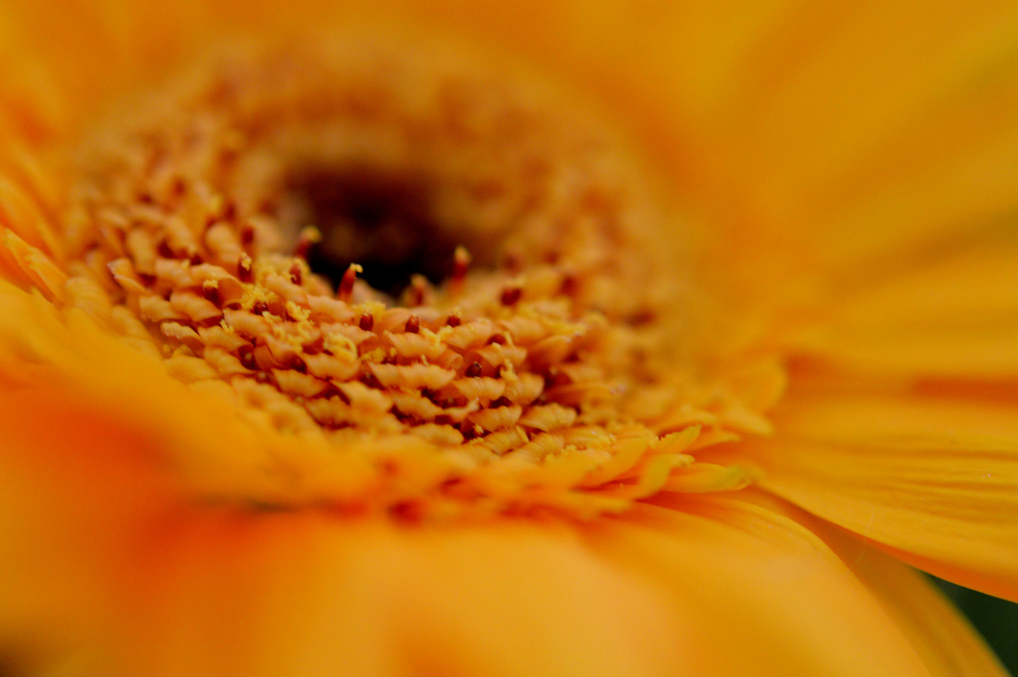Nikon AF-S Micro-Nikkor 60mm F2.8G ED sample photo. Just orange photography