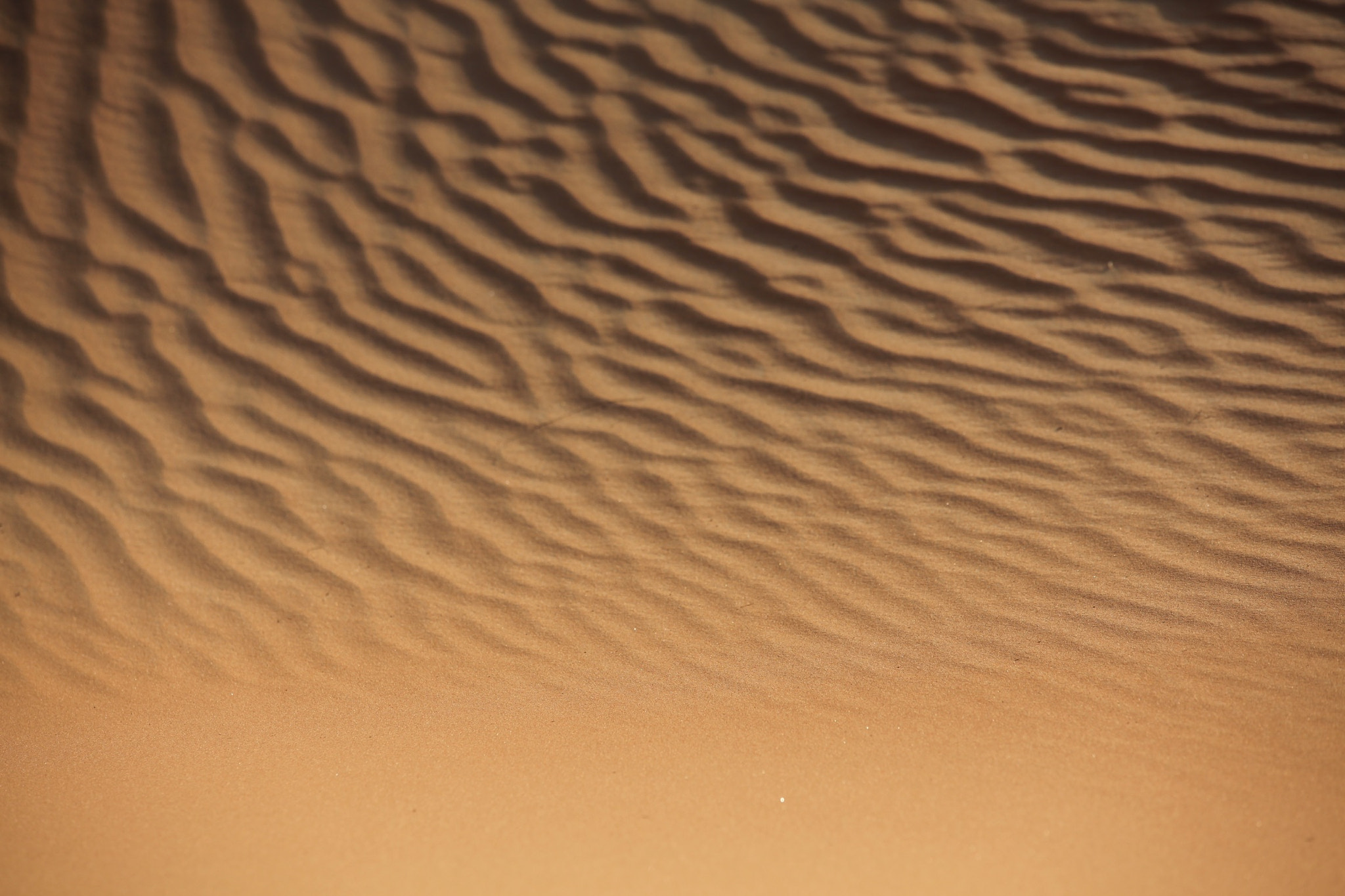 Sigma 70-200mm F2.8 EX DG OS HSM sample photo. Drawn by nature photography