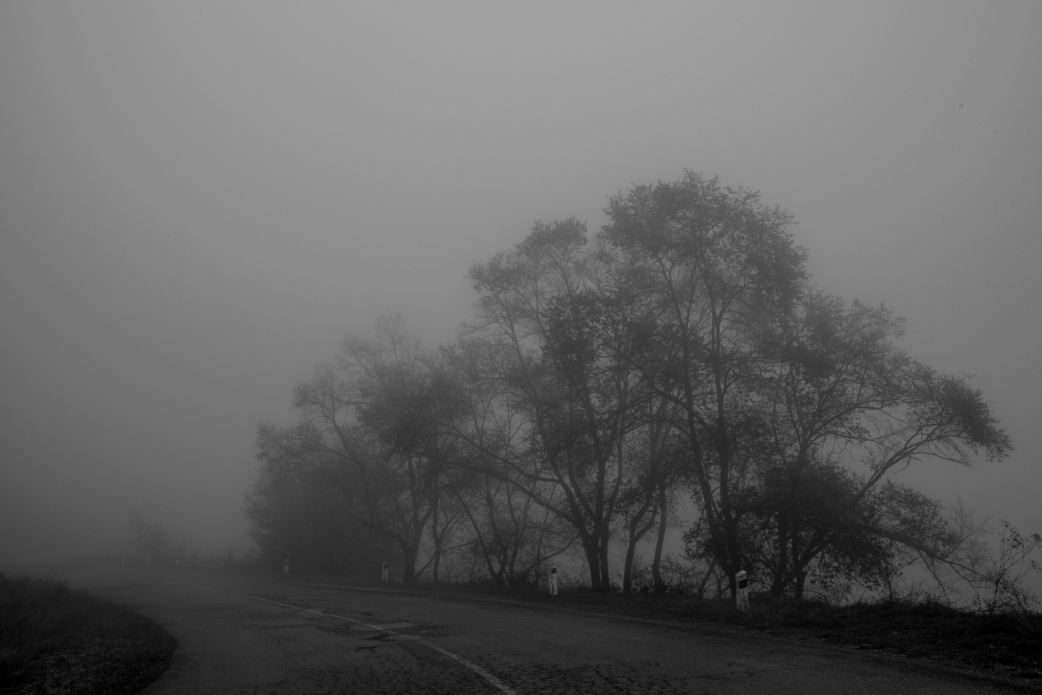 Nikon AF Nikkor 24-85mm F2.8-4D IF sample photo. Misty trees photography