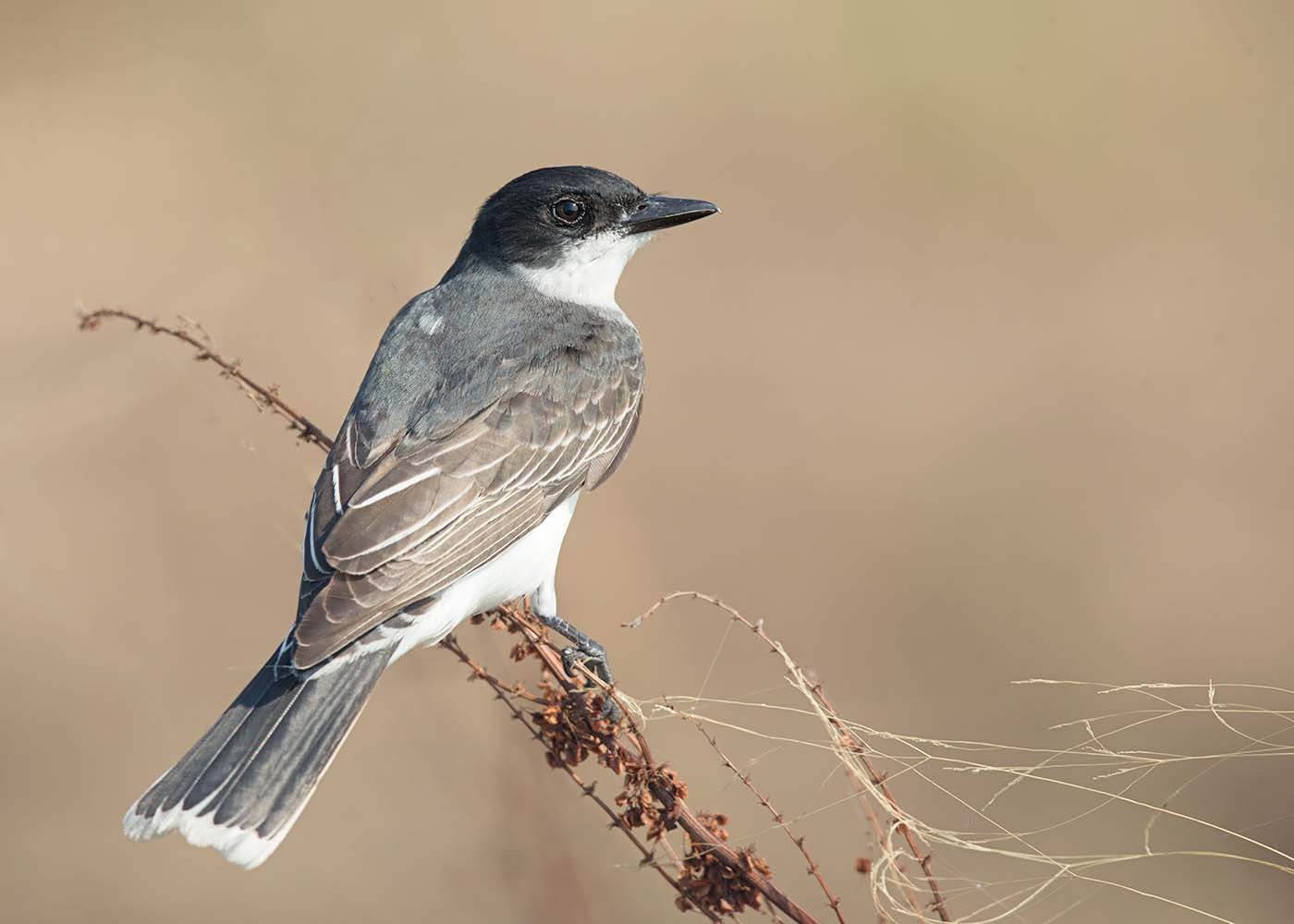Canon EF 500mm F4L IS II USM sample photo. Kingbird photography
