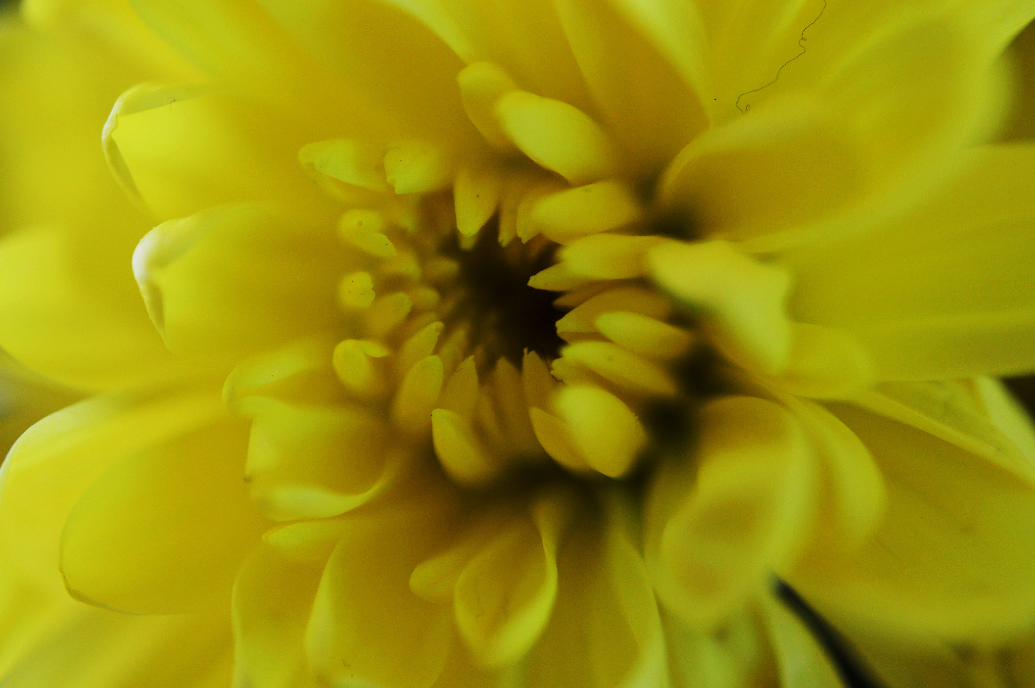 Nikon AF-S Micro-Nikkor 60mm F2.8G ED sample photo. Yellow photography