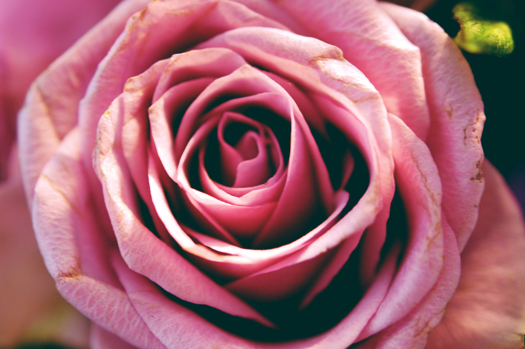 Nikon AF-S Micro-Nikkor 60mm F2.8G ED sample photo. Rose is pink photography