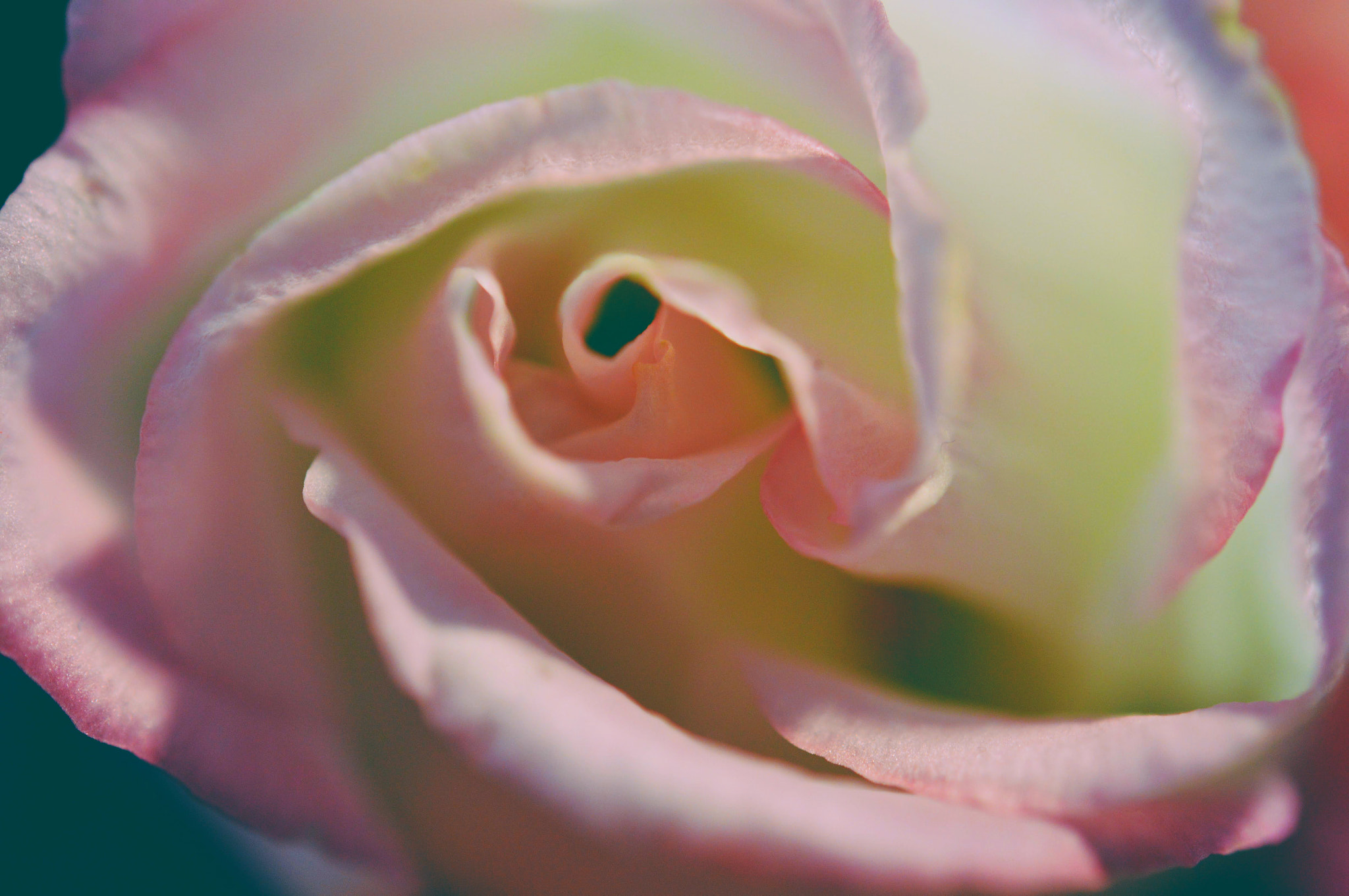 Nikon AF-S Micro-Nikkor 60mm F2.8G ED sample photo. Love the roses photography