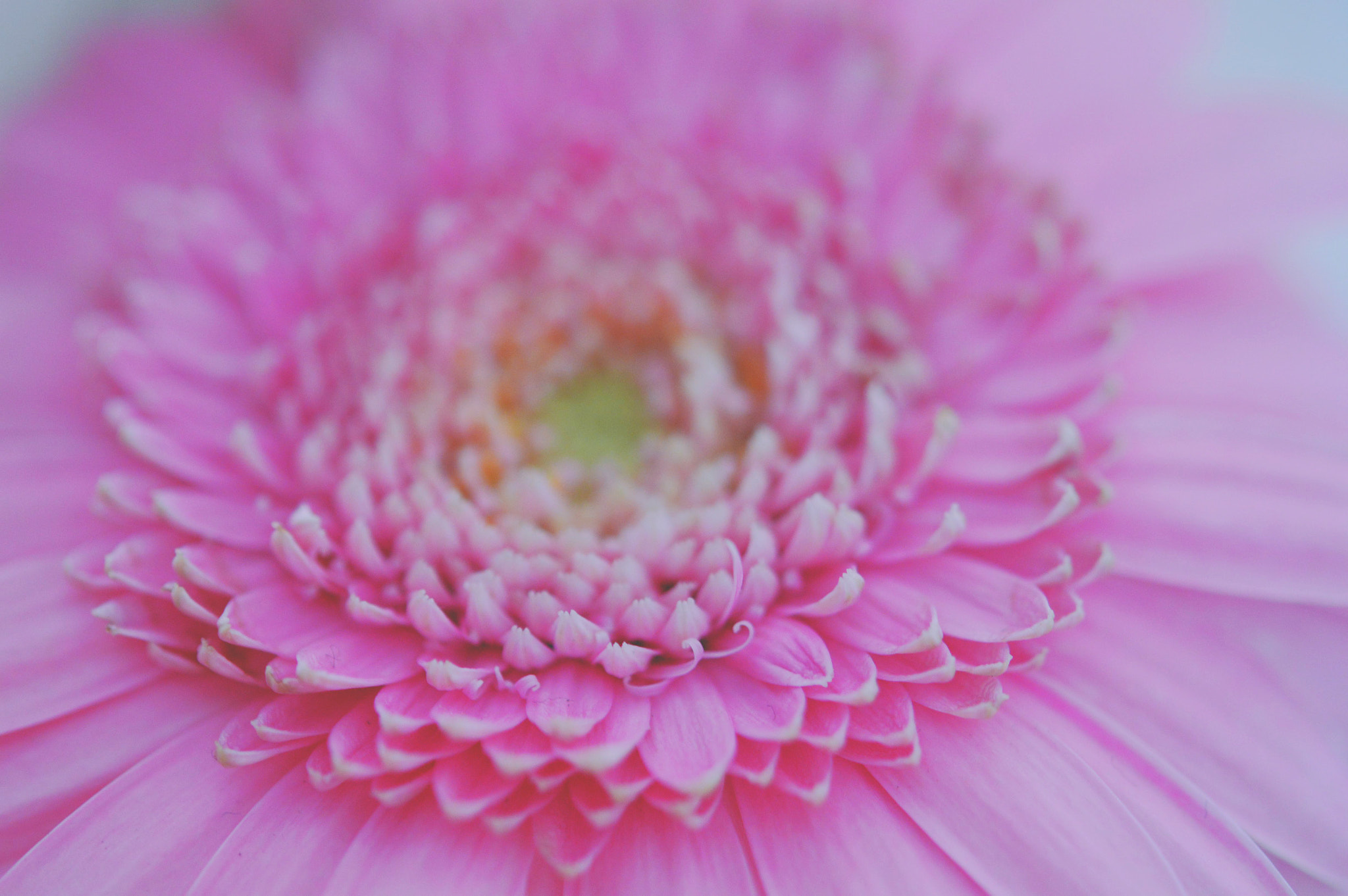 Nikon AF-S Micro-Nikkor 60mm F2.8G ED sample photo. Something other that's pink... photography