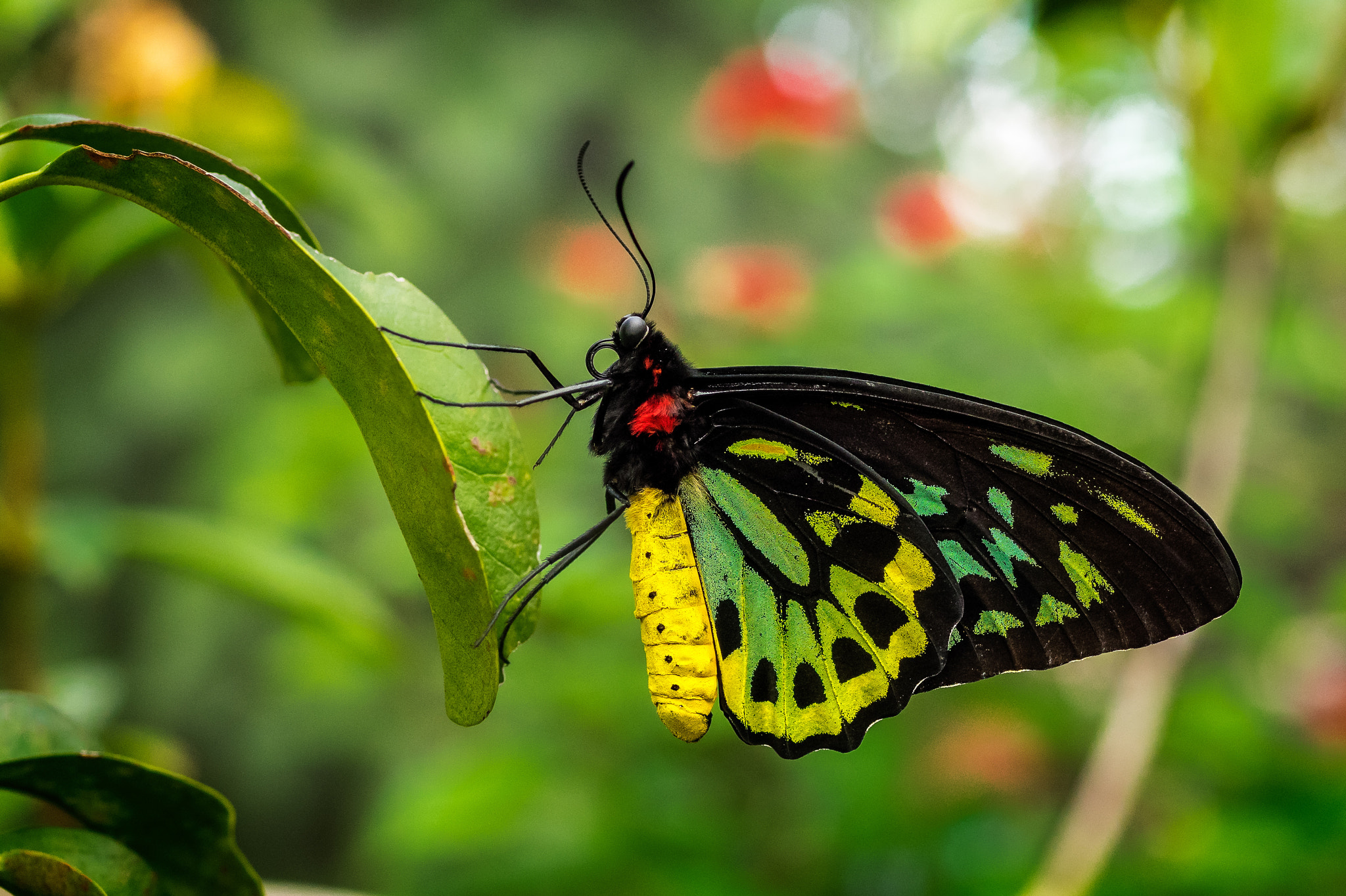 Olympus OM-D E-M1 + OLYMPUS 50mm Lens sample photo. Cairns birdwing (ornithoptera euphorion) photography