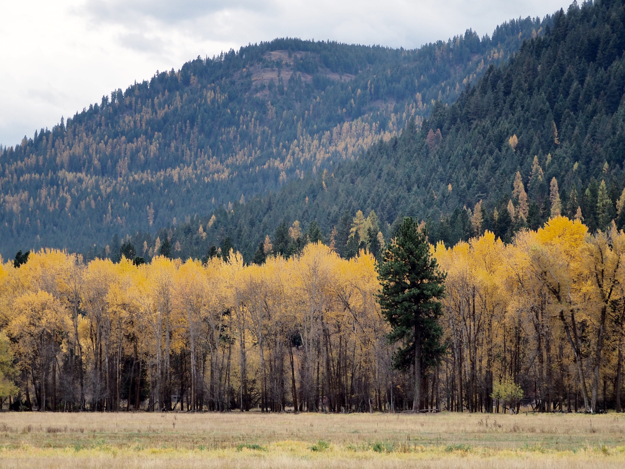 Olympus OM-D E-M5 II sample photo. Fall among the evergreens photography