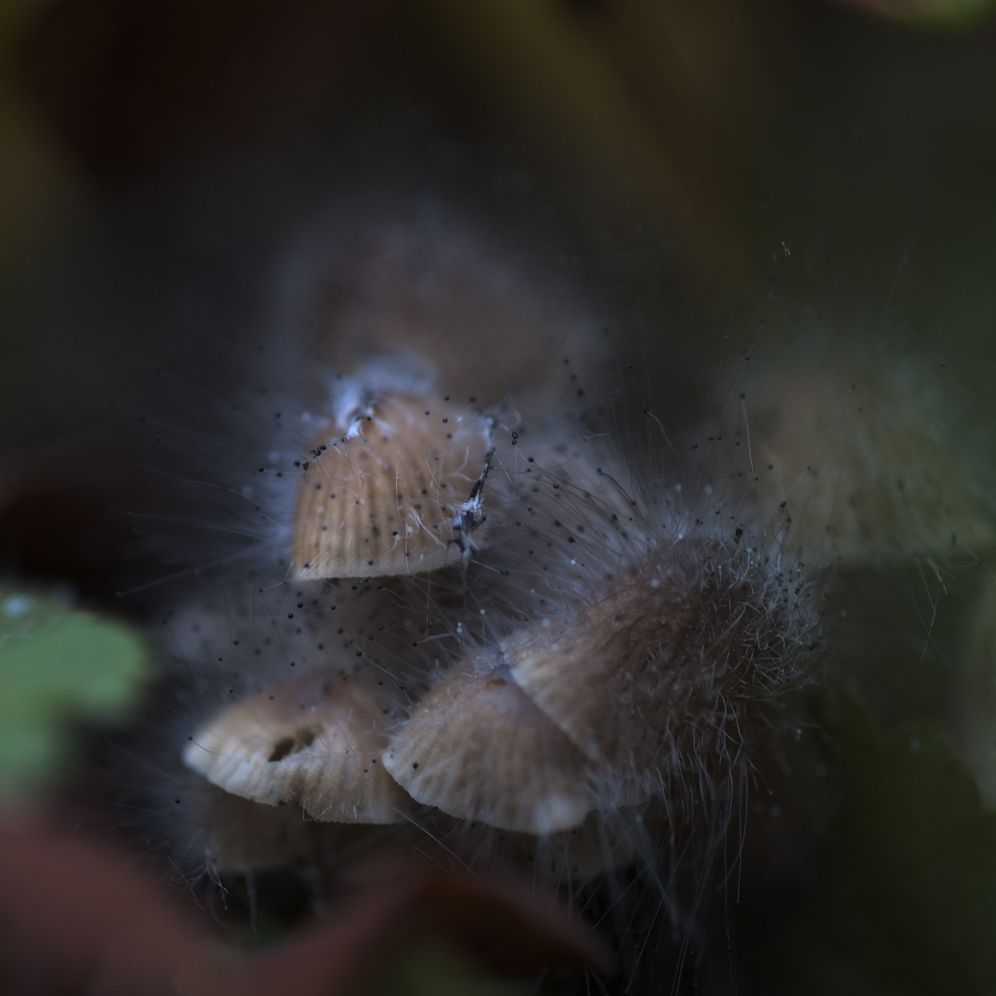 Nikon D3 sample photo. Paddestoel photography