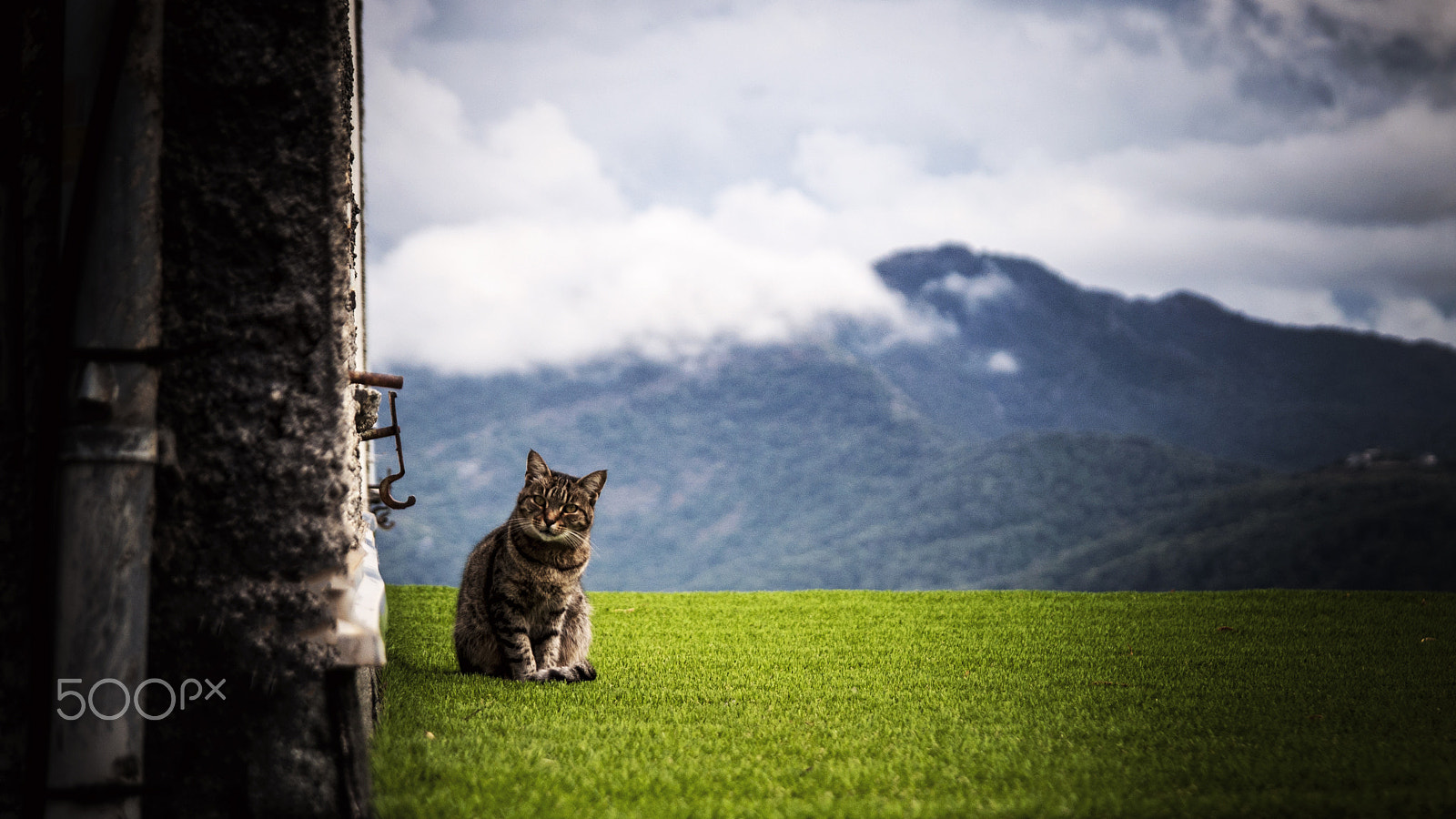 Nikon D5000 sample photo. Cat_on_a_roof photography