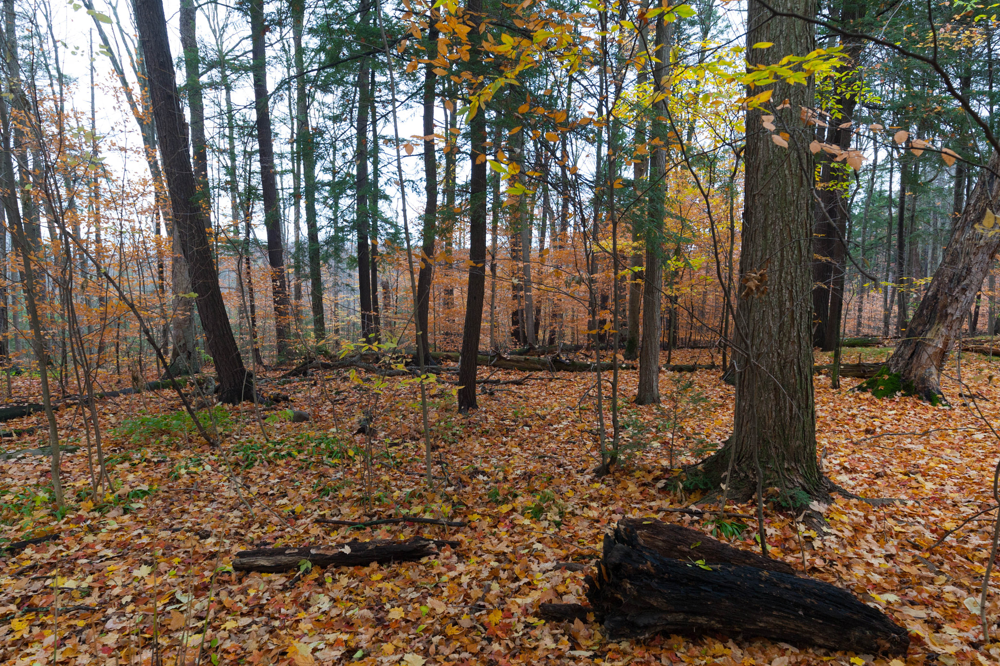 Canon EOS-1D Mark III sample photo. Fall in burnham woods photography