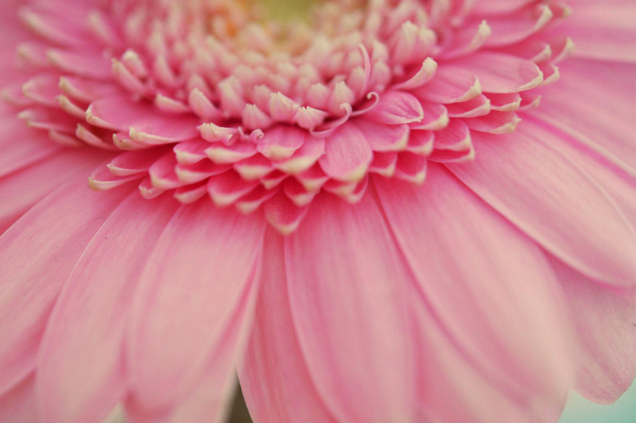 Nikon AF-S Micro-Nikkor 60mm F2.8G ED sample photo. So pink  photography