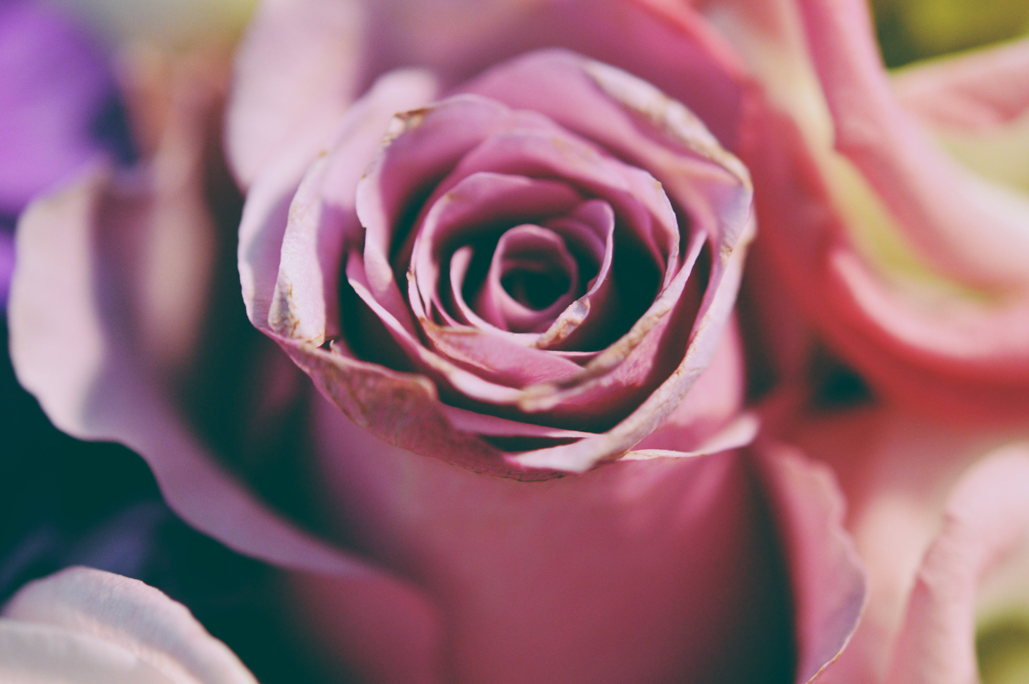 Nikon AF-S Micro-Nikkor 60mm F2.8G ED sample photo. Love roses photography