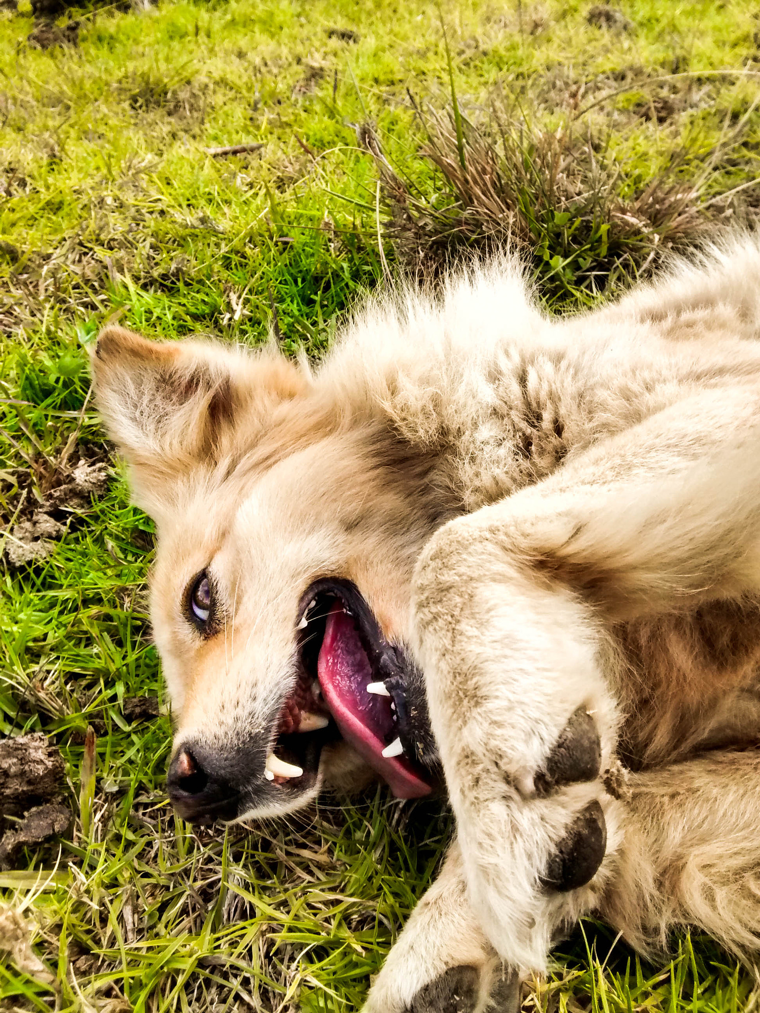 Motorola Moto G with 4G LTE (1st Gen) sample photo. Affectionate dog photography