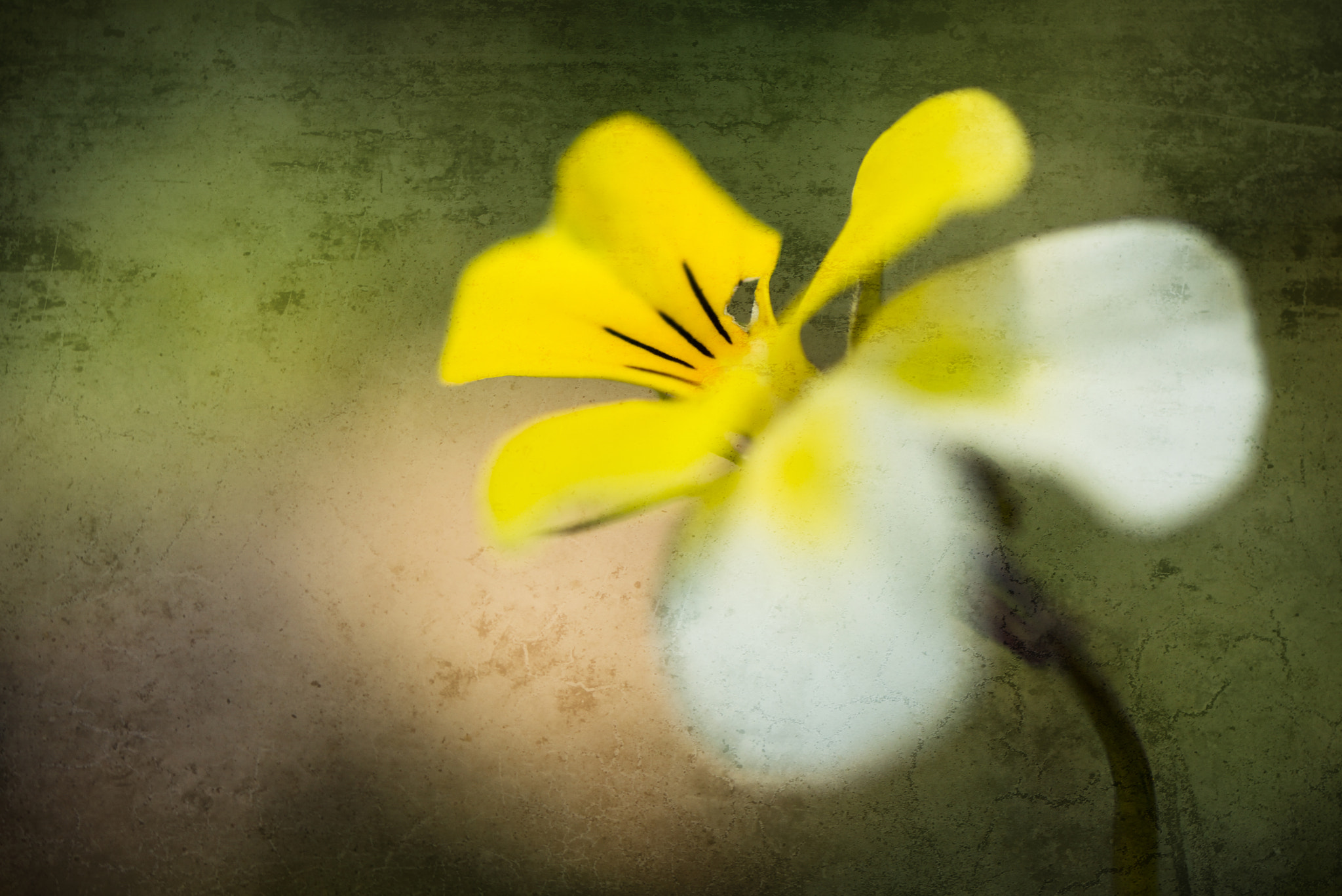 Nikon D800 sample photo. Softly scratched photography