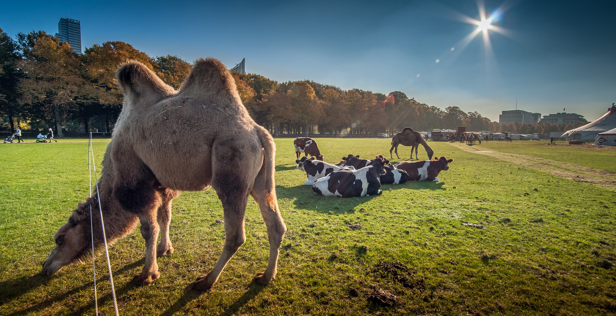 Samyang 14mm F2.8 ED AS IF UMC sample photo. Dromedary, cows and a camel in the citypark of den haque photography