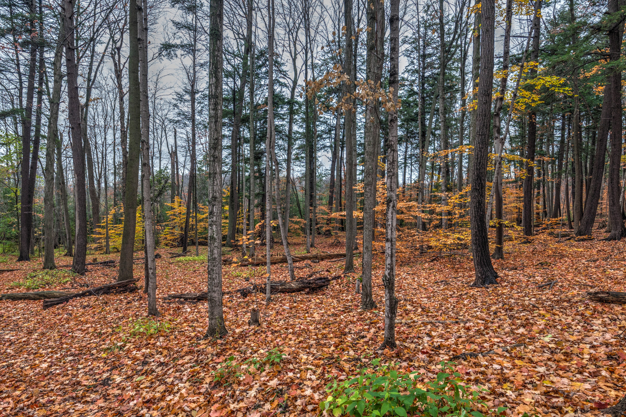 Canon EOS-1D Mark III + Canon EF 16-35mm F4L IS USM sample photo. Burnham woods photography