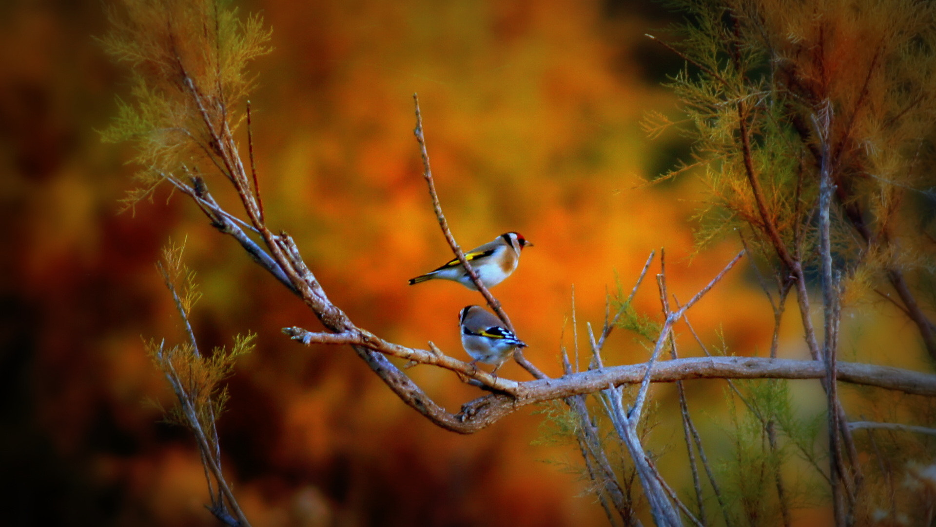 Sony DT 55-200mm F4-5.6 SAM sample photo. Birds photography