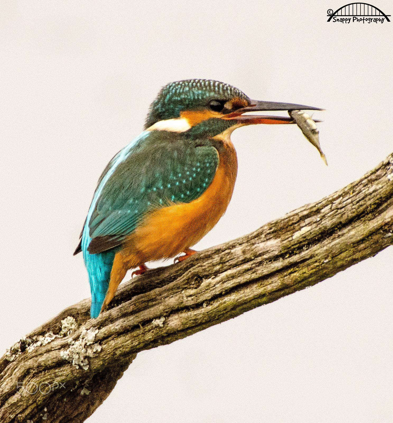 Sigma 50-500mm F4.5-6.3 DG OS HSM sample photo. Kingfisher - the one that didn't get away photography