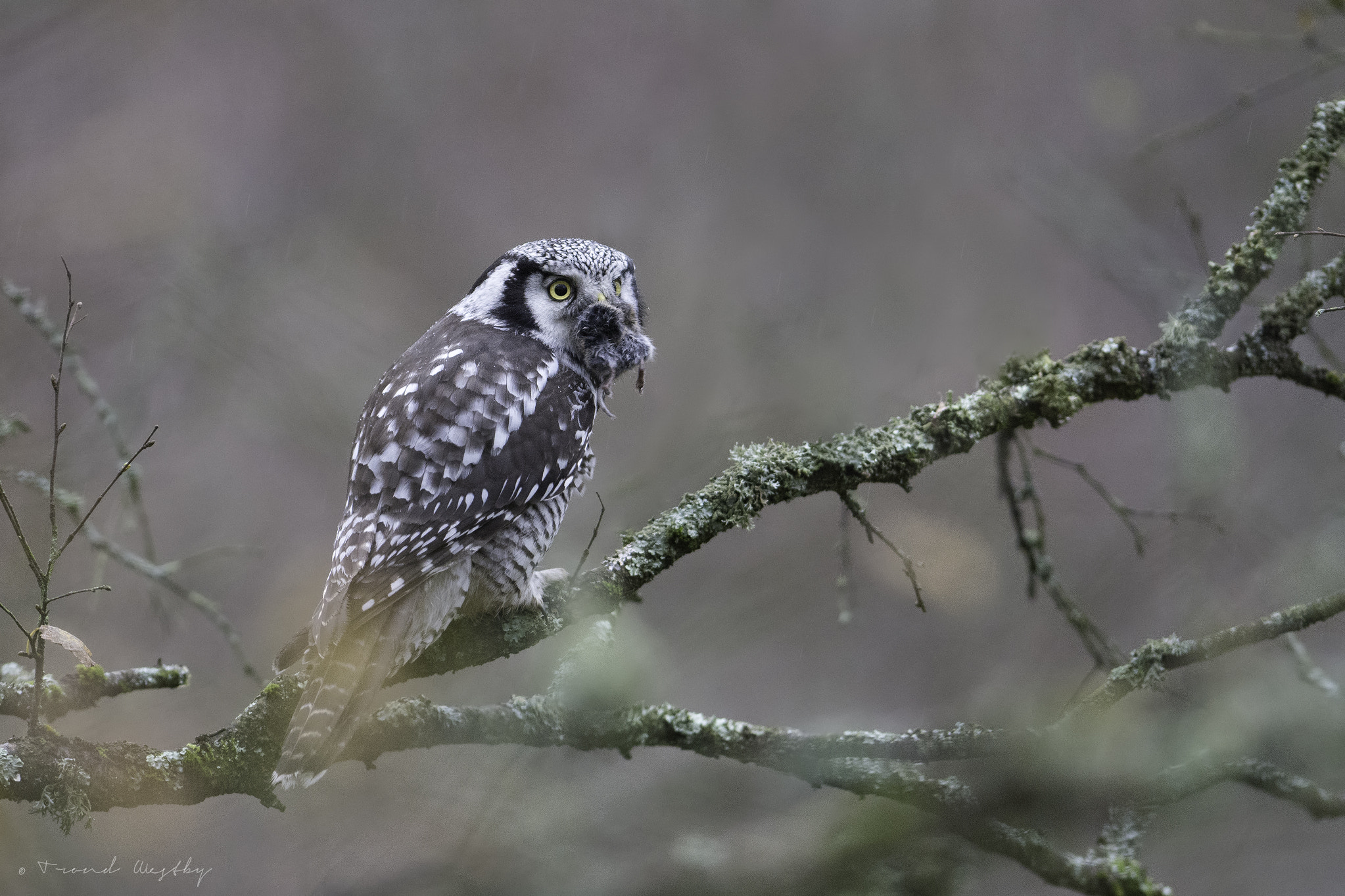 Nikon AF-S Nikkor 300mm F2.8G ED VR II sample photo. Hawk owl photography