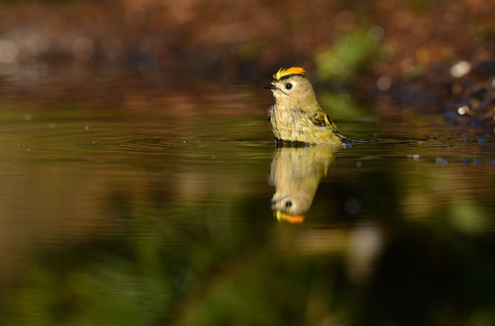 Nikon D600 + Nikon AF-S Nikkor 500mm F4G ED VR sample photo. Goudhaantje photography