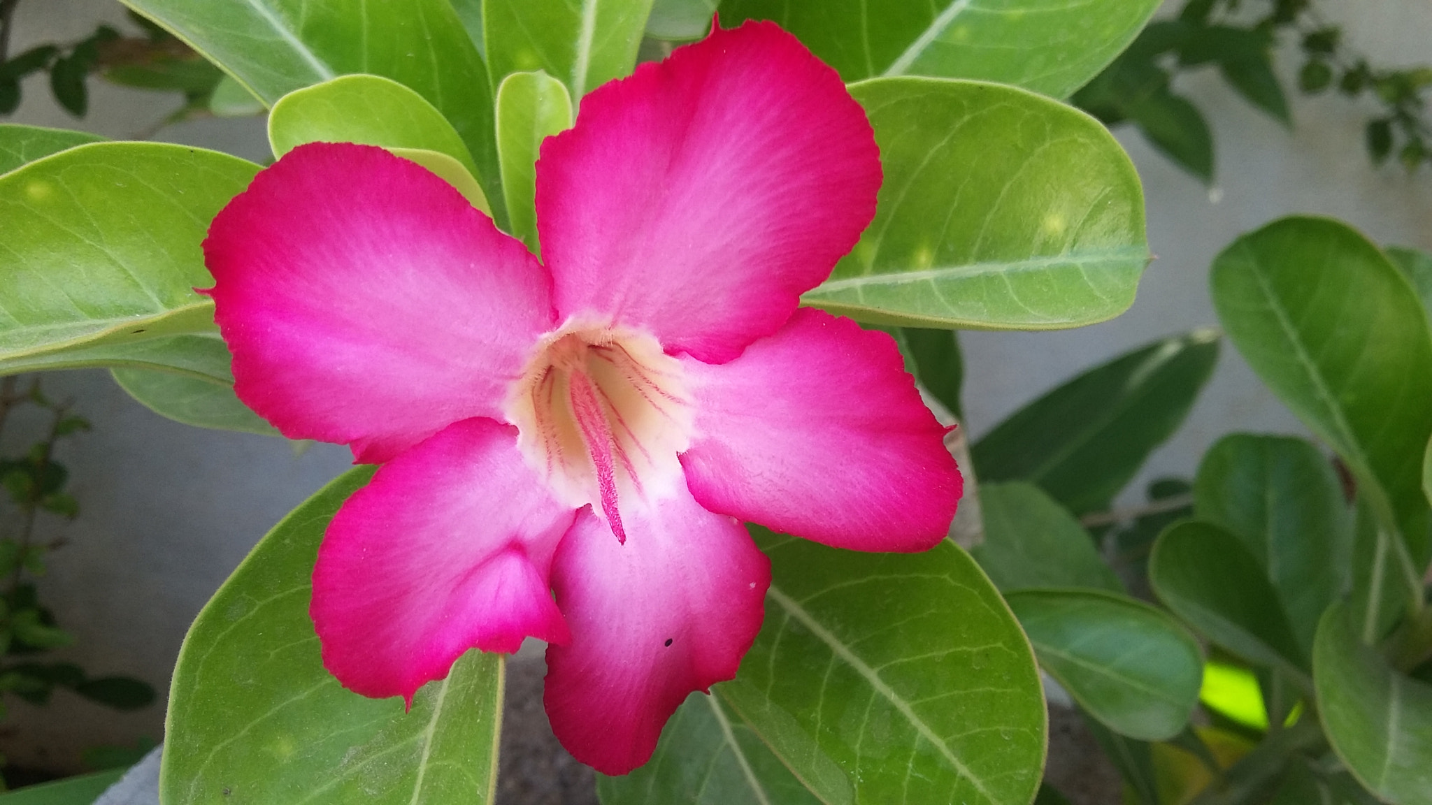 Samsung Galaxy E5 sample photo