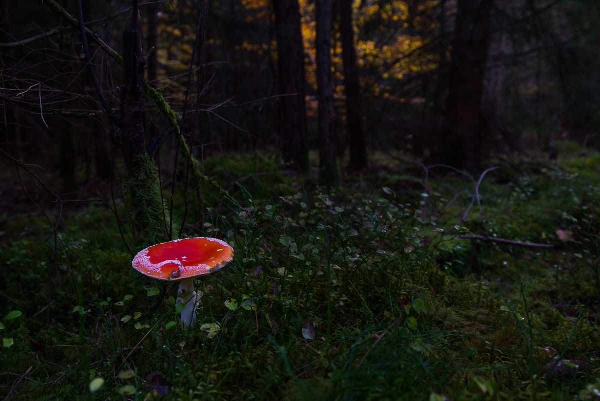 Nikon AF-S Nikkor 18-35mm F3.5-4.5G ED sample photo. Fliegenpilz photography