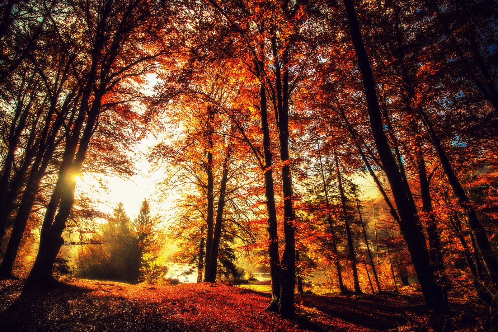 Canon EOS 50D sample photo. Autumn is calling photography