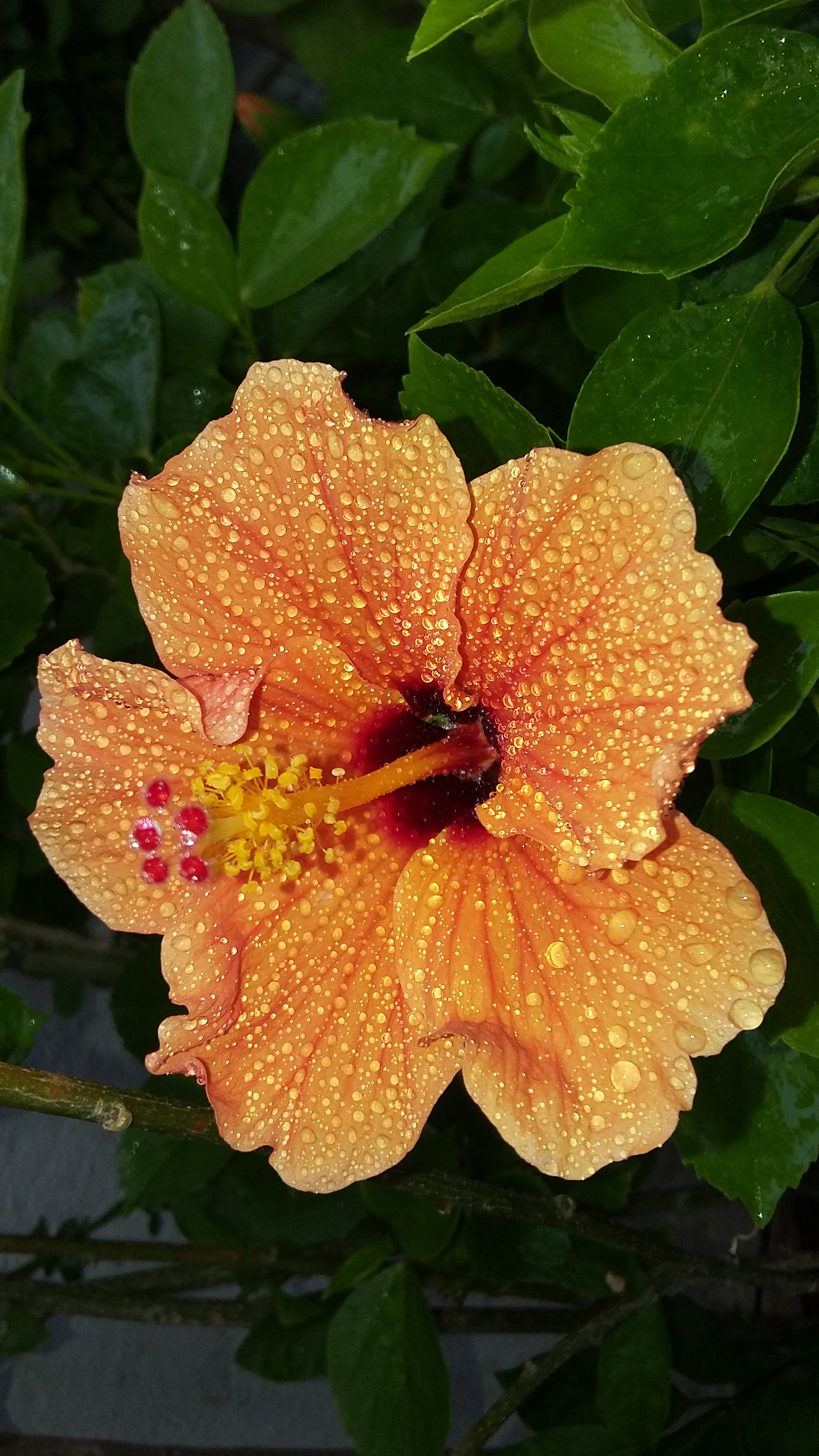 Samsung Galaxy E5 sample photo