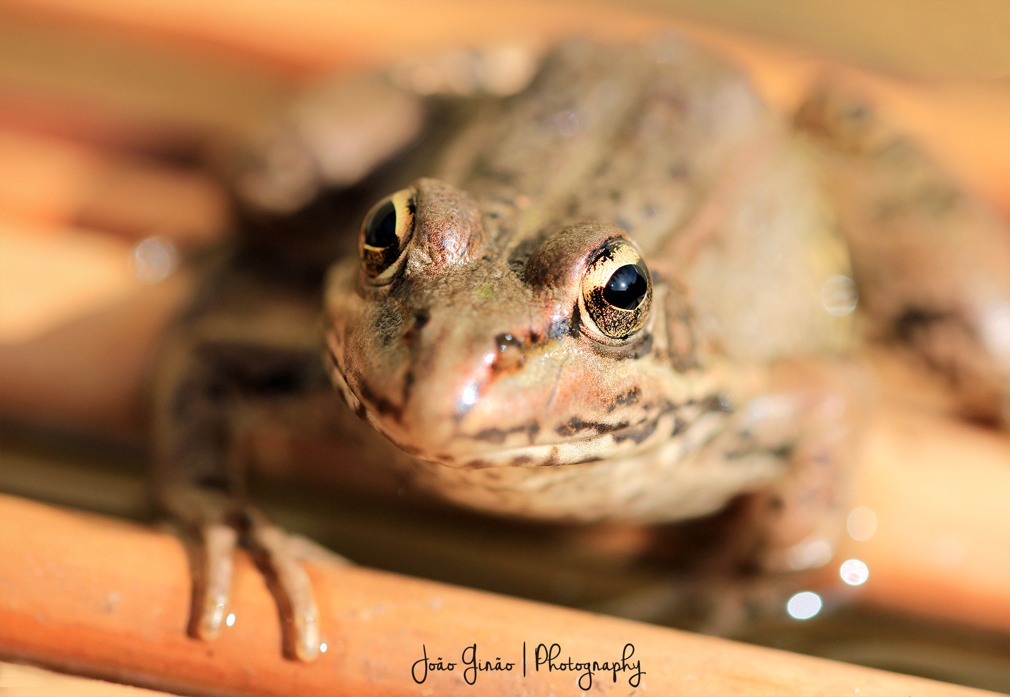 Sigma 105mm F2.8 EX DG OS HSM sample photo. Frog photography