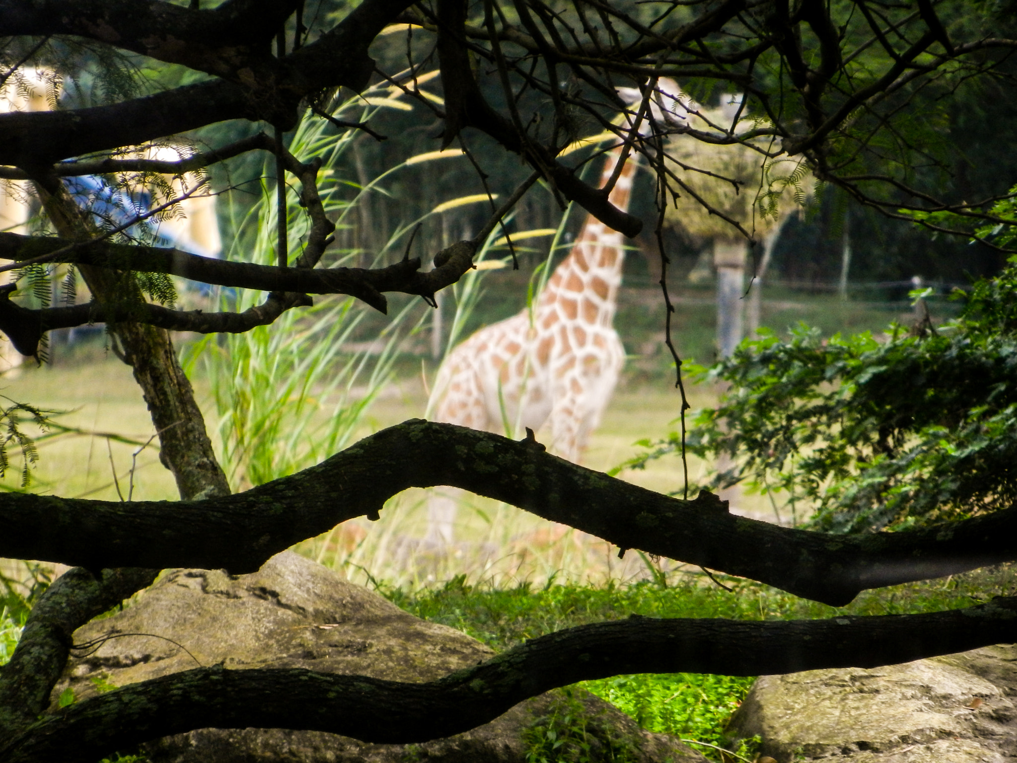 Nikon Coolpix S9100 sample photo. Giraffe photography