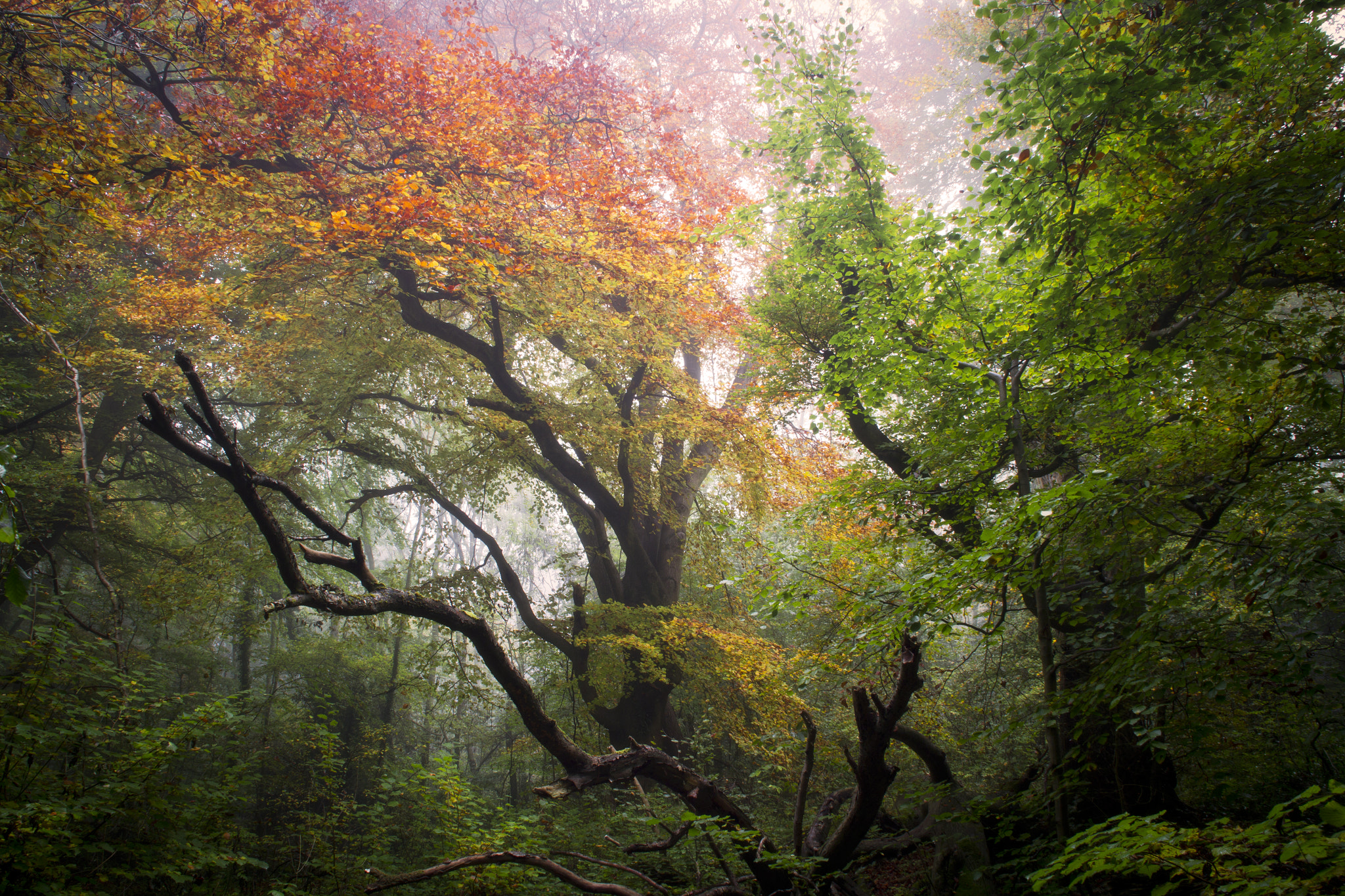 Sigma 18-125mm f/3.5-5.6 DC IF ASP sample photo. Autumn colours photography