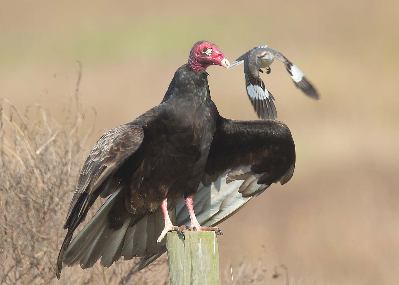 Canon EOS-1D X + Canon EF 500mm F4L IS II USM sample photo. Mockingbird seeing off vulture photography