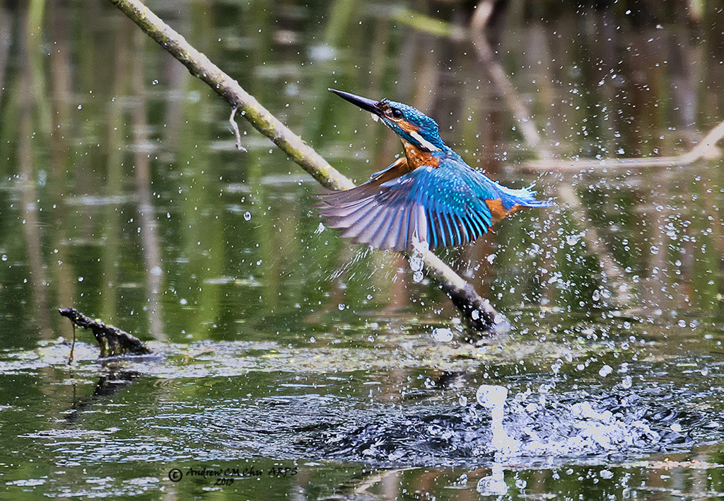 Nikon AF-S Nikkor 600mm F4D ED-IF II sample photo. Kingfisher photography