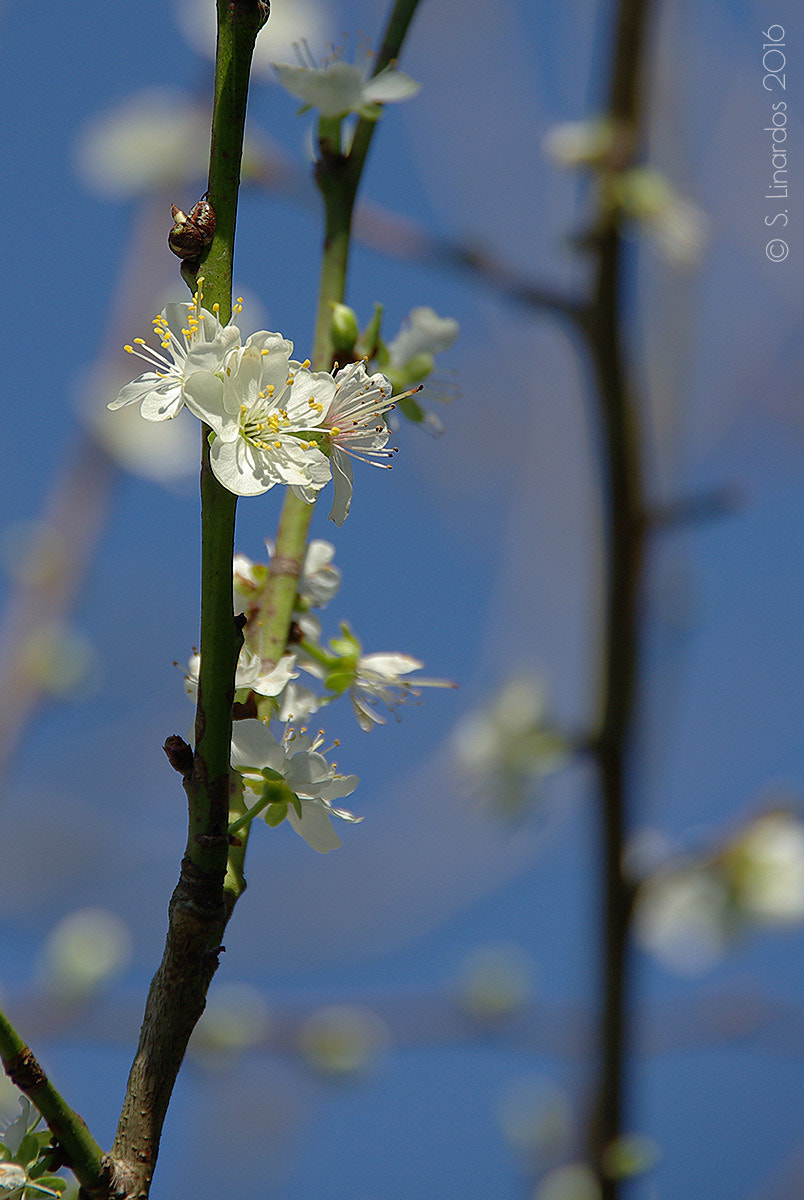 Pentax K10D sample photo. Blossom photography