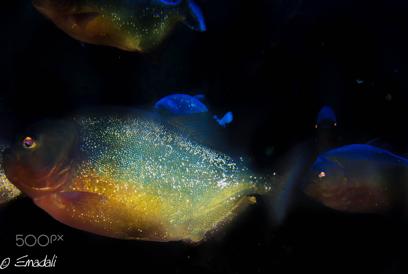 Samsung Galaxy Note sample photo. Safari river aquarium photography