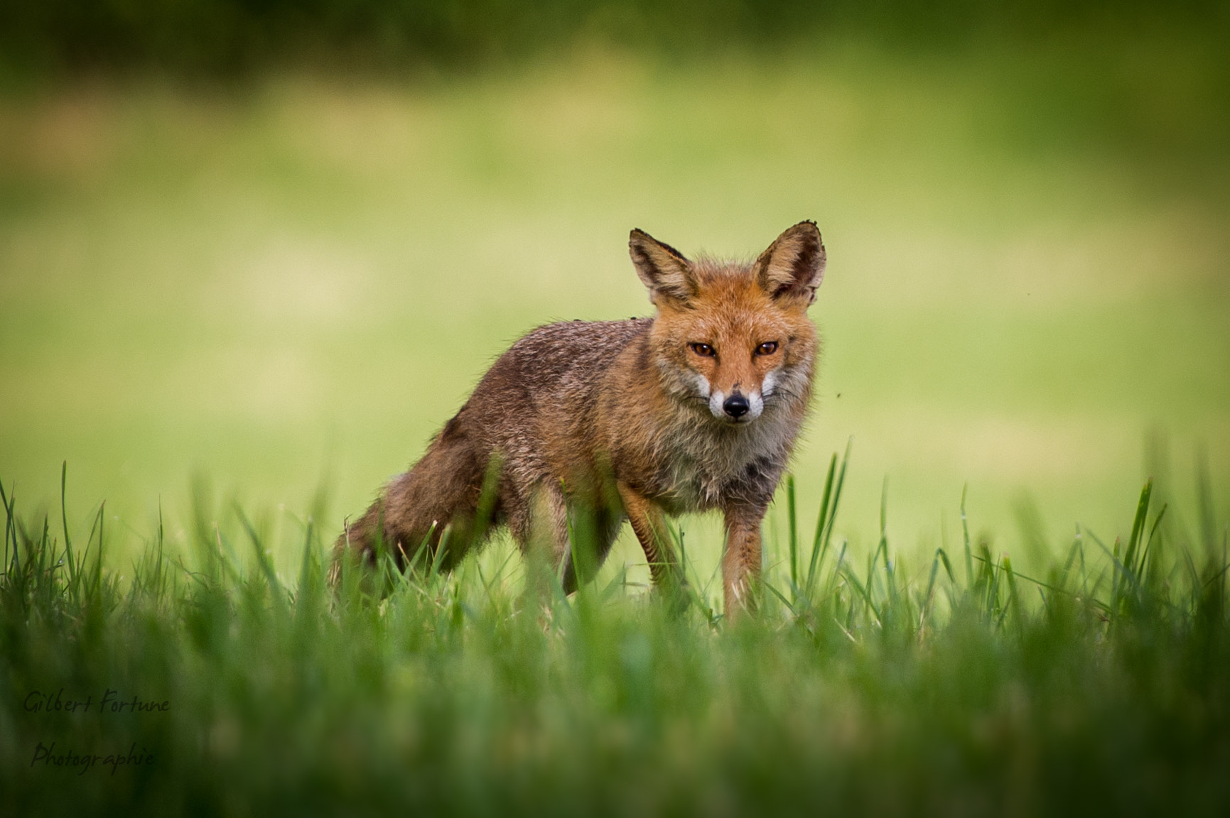 Nikon AF-S Nikkor 300mm F2.8G ED VR II sample photo. Belle rencontre photography