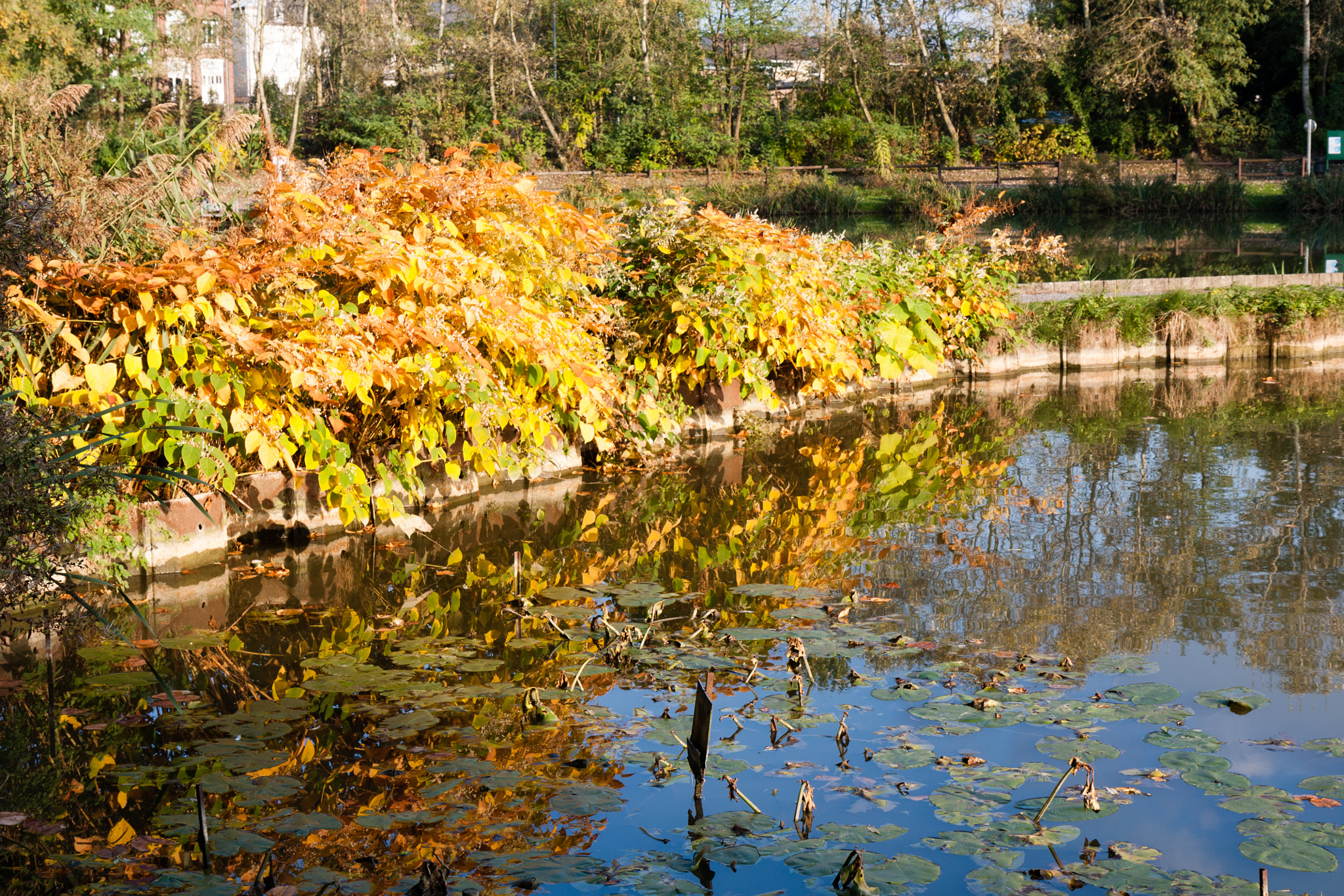 Canon EOS 450D (EOS Rebel XSi / EOS Kiss X2) sample photo. Miroir de l'automne photography