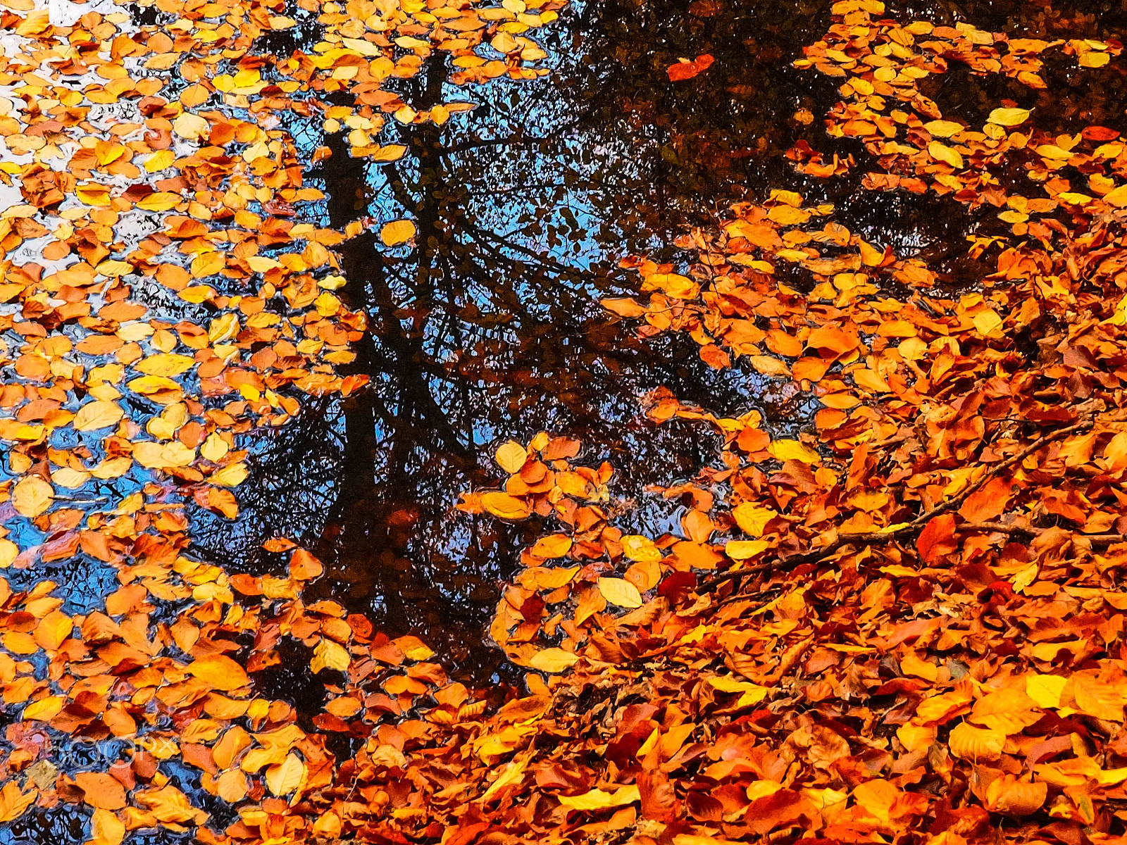 Olympus OM-D E-M1 + OLYMPUS M.9-18mm F4.0-5.6 sample photo. Upside down photography