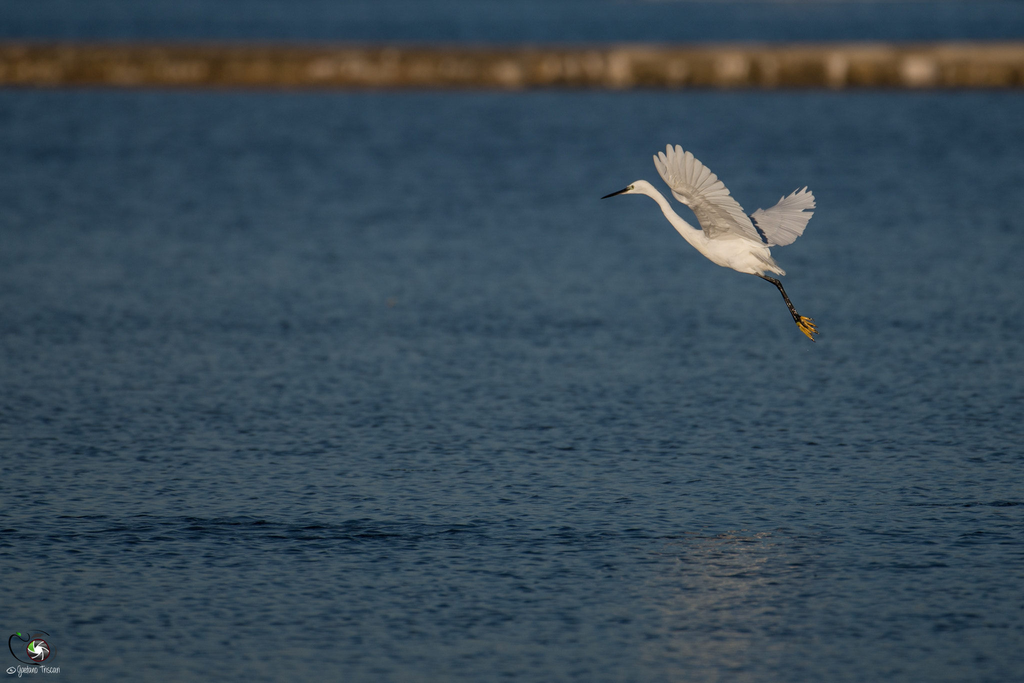 Nikon AF-S Nikkor 200-500mm F5.6E ED VR sample photo. Landing photography