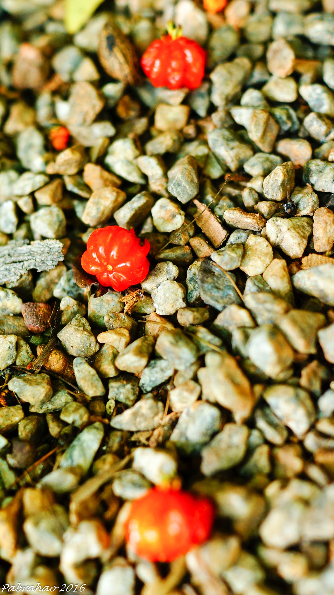 Sony DT 35mm F1.8 SAM sample photo. Pitanga. photography