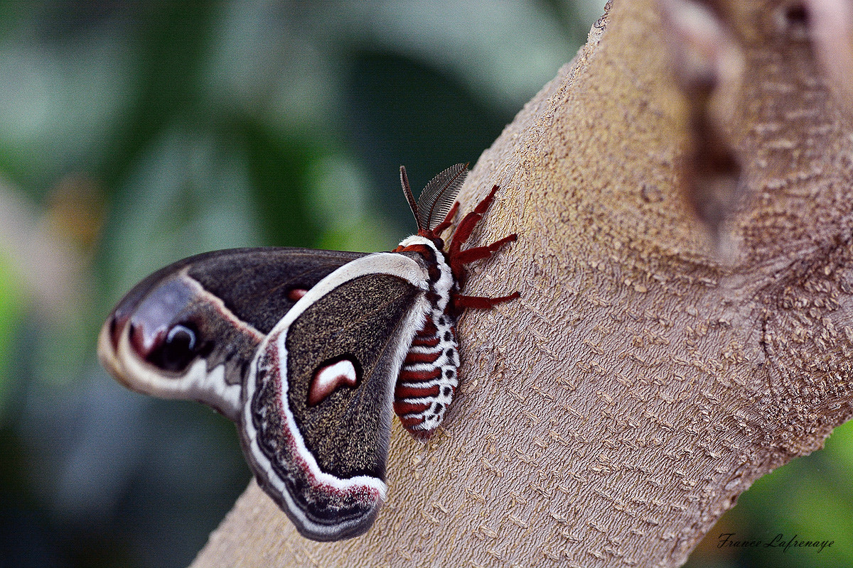 Nikon D7100 sample photo. Papillon en liberté montréal 2016 photography