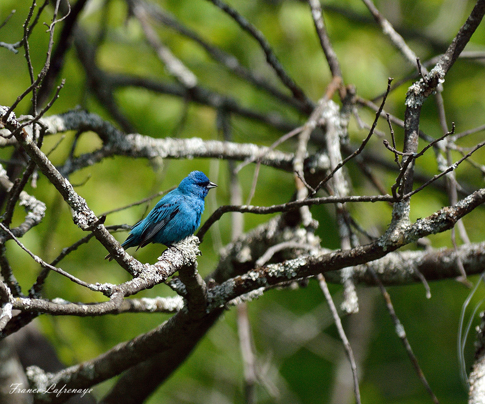 Nikon D7100 + AF Nikkor 70-210mm f/4-5.6D sample photo. Passerin indigo photography