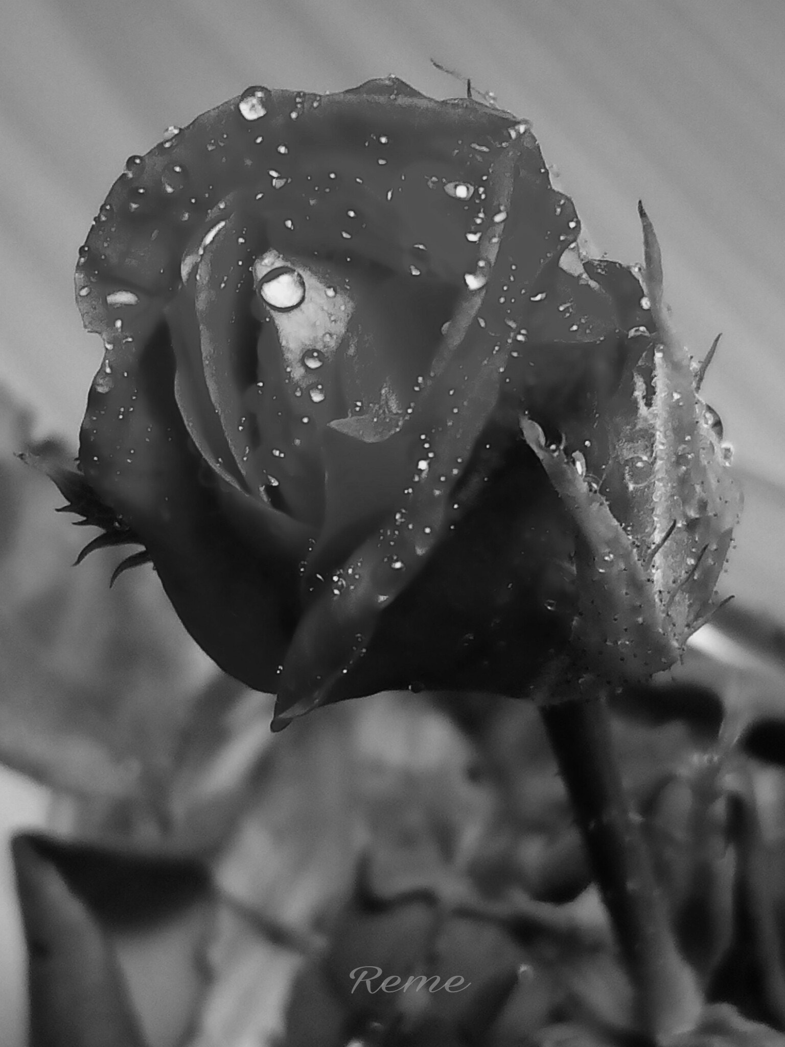 bq Aquaris E5 HD sample photo. Una rosa photography