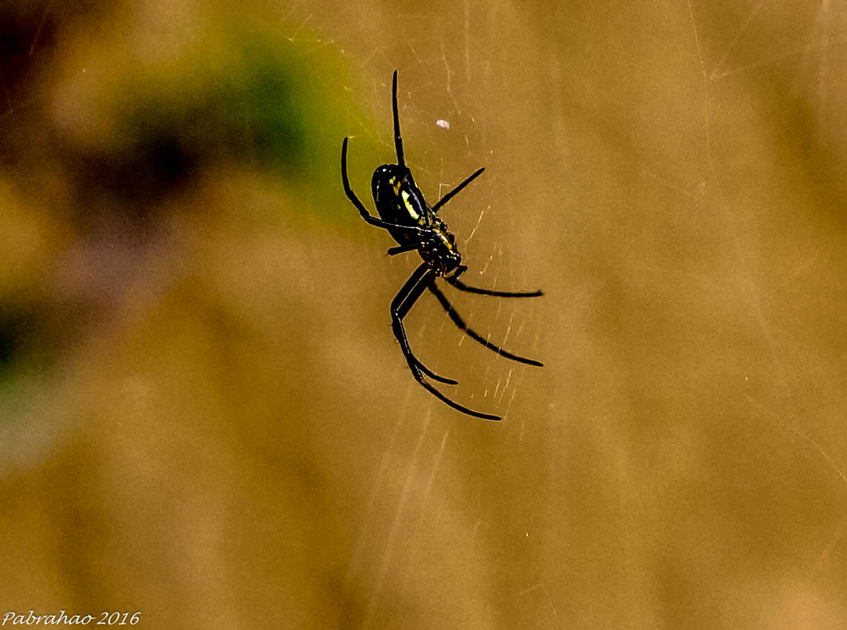 Sony SLT-A57 + Sony DT 35mm F1.8 SAM sample photo. My new tenant. wonderful macro world. photography