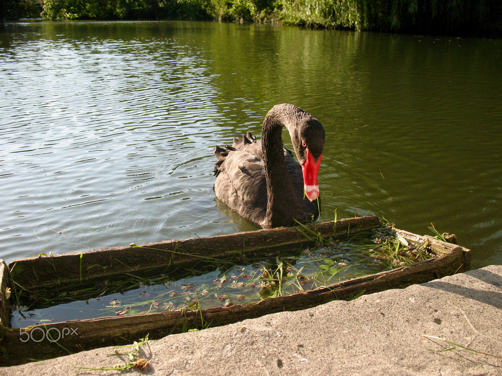 Canon POWERSHOT A630 sample photo. Black swan photography